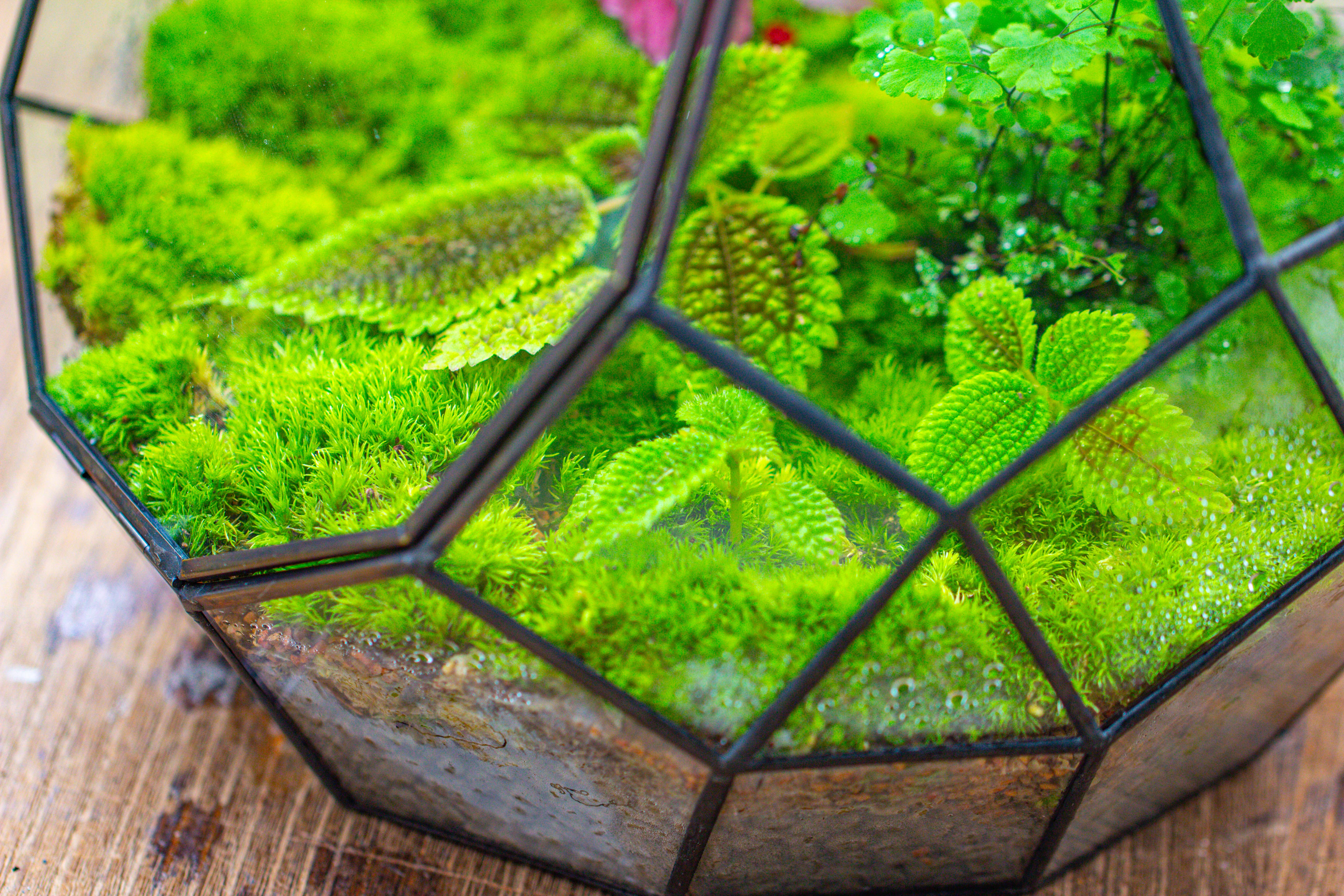 Propagation Station Glass Geometric Moon Terrarium,  Close, with door - NCYPgarden