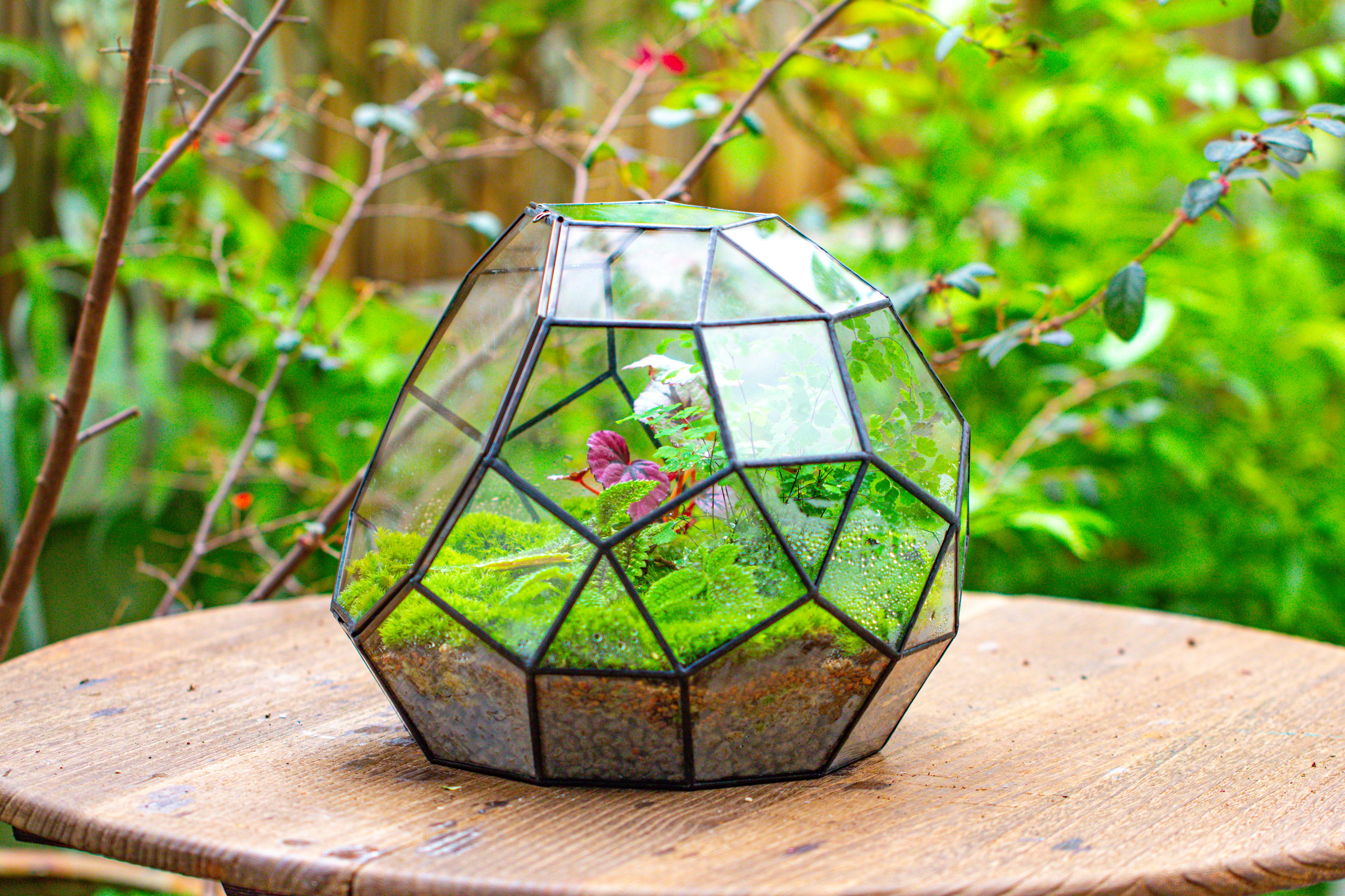 Propagation Station Glass Geometric Moon Terrarium,  Close, with door - NCYPgarden