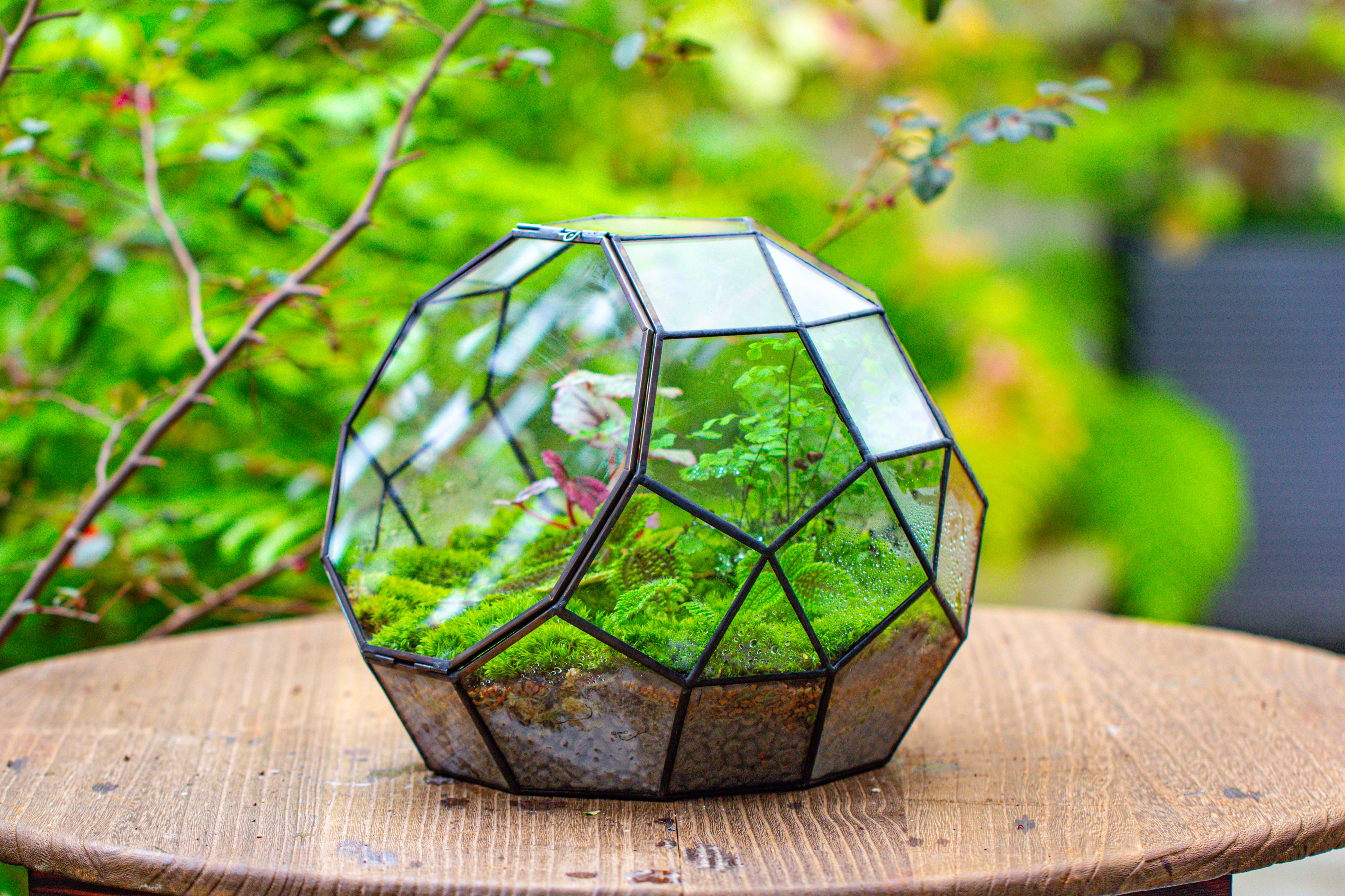 Propagation Station Glass Geometric Moon Terrarium,  Close, with door - NCYPgarden