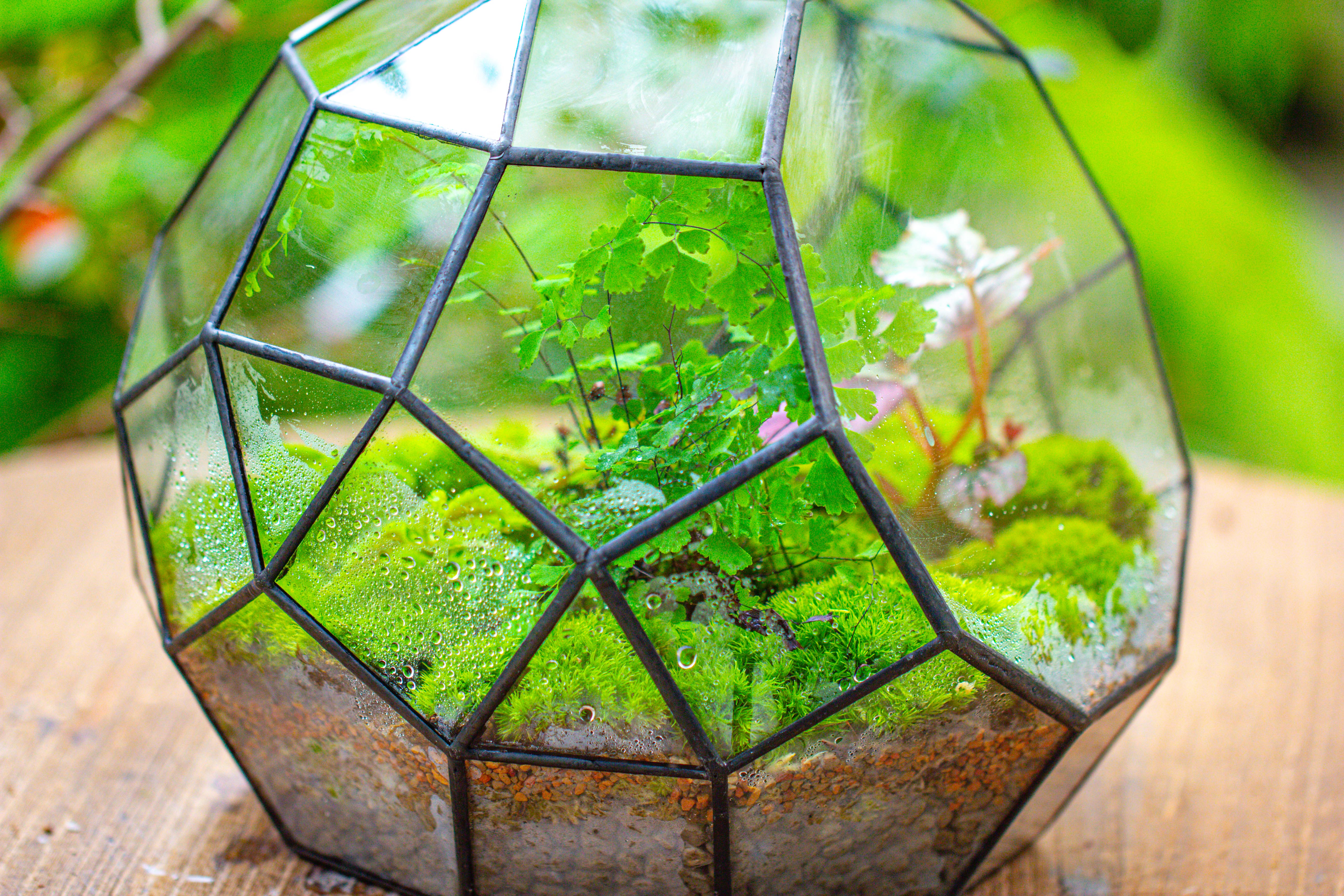 Propagation Station Glass Geometric Moon Terrarium,  Close, with door - NCYPgarden