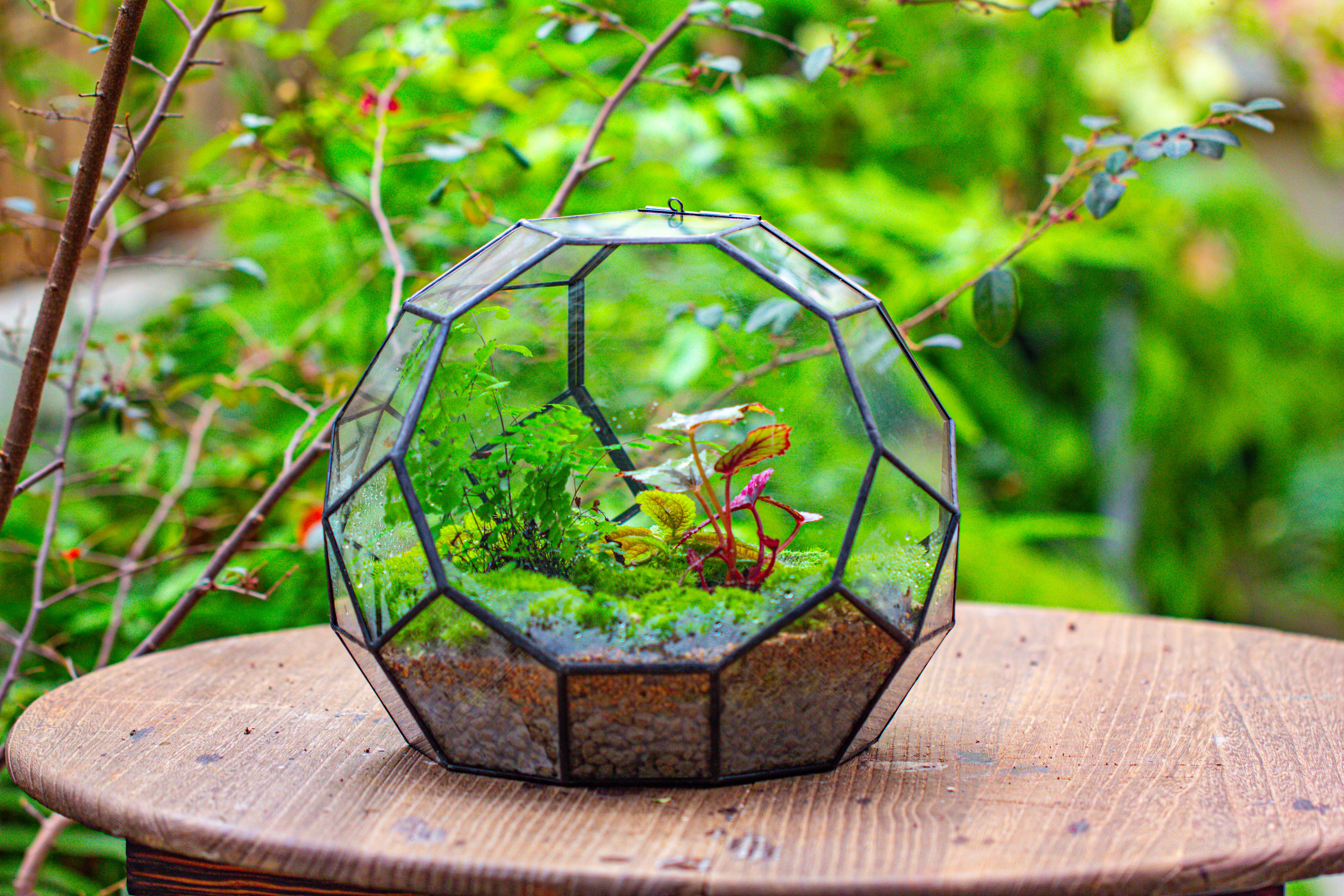 Propagation Station Glass Geometric Moon Terrarium,  Close, with door - NCYPgarden