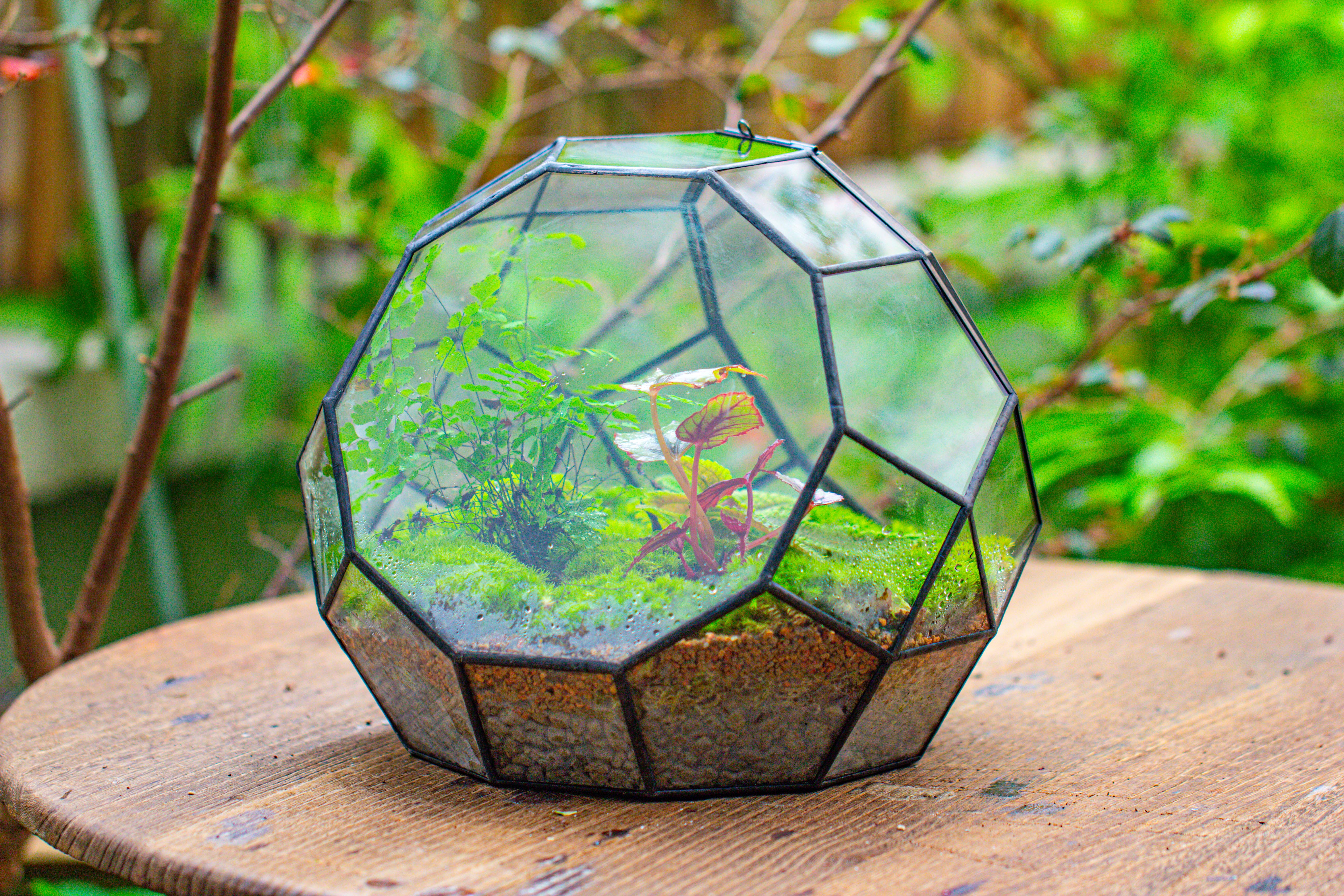 Propagation Station Glass Geometric Moon Terrarium,  Close, with door - NCYPgarden