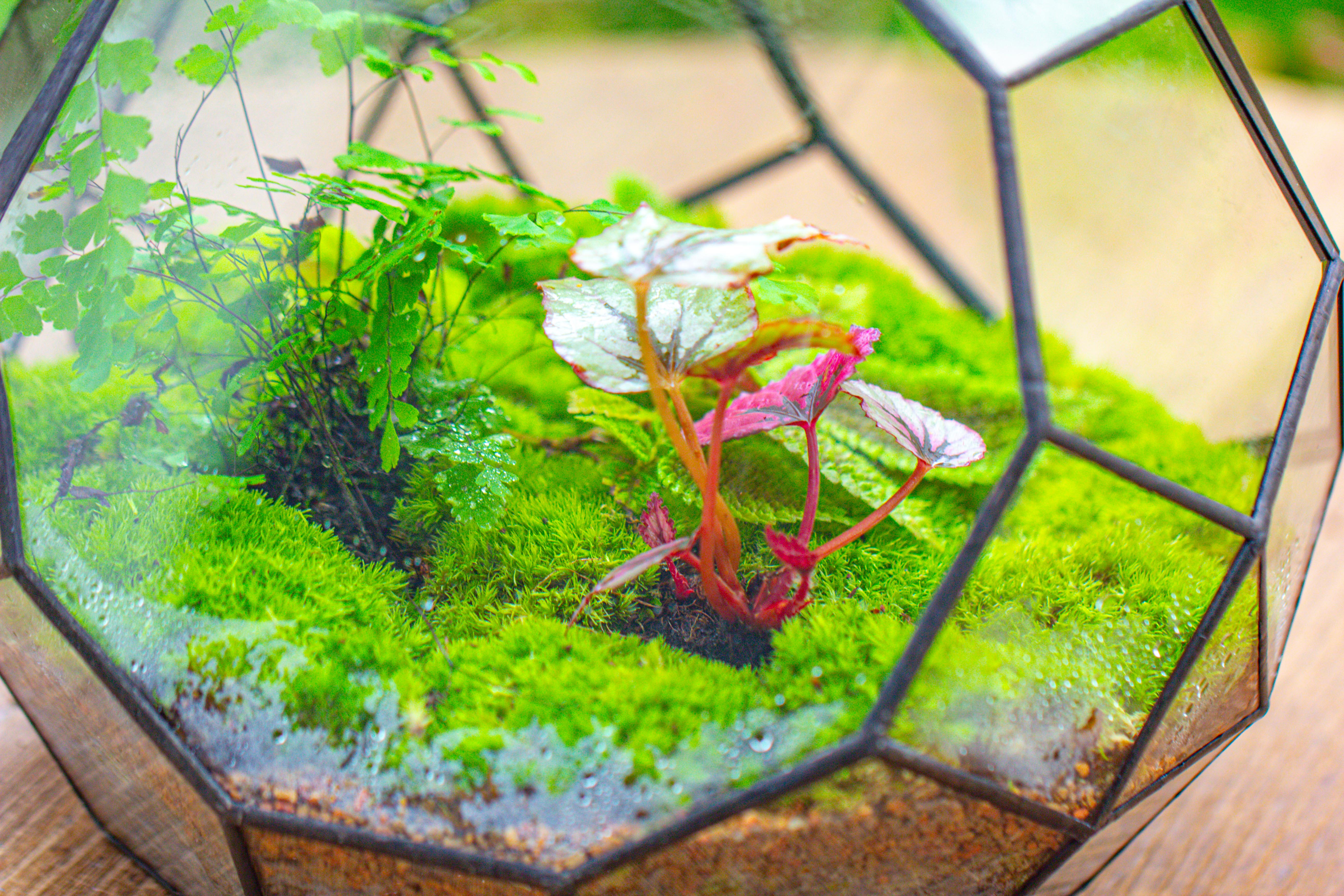 Propagation Station Glass Geometric Moon Terrarium,  Close, with door - NCYPgarden