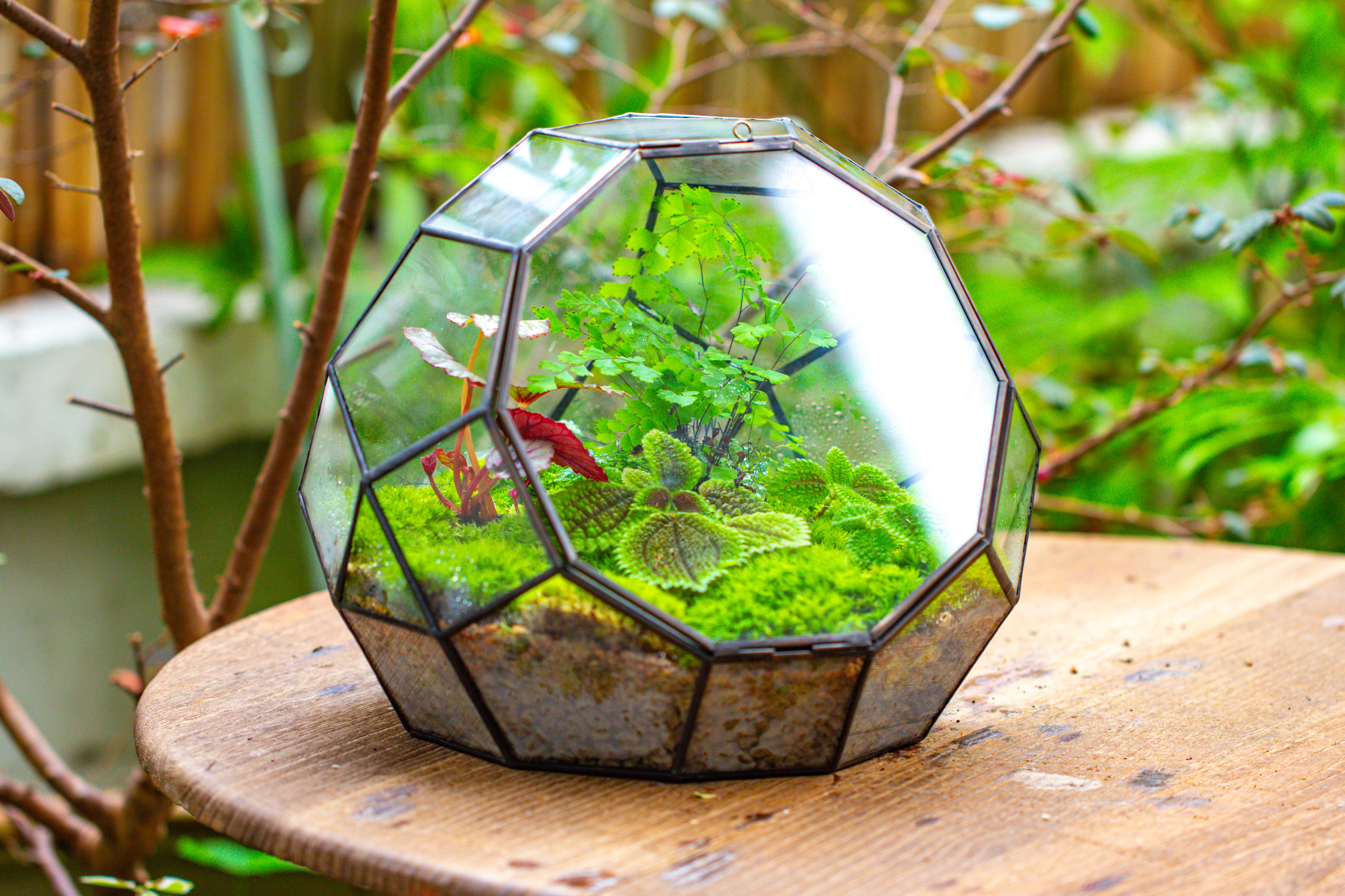 Propagation Station Glass Geometric Moon Terrarium,  Close, with door - NCYPgarden