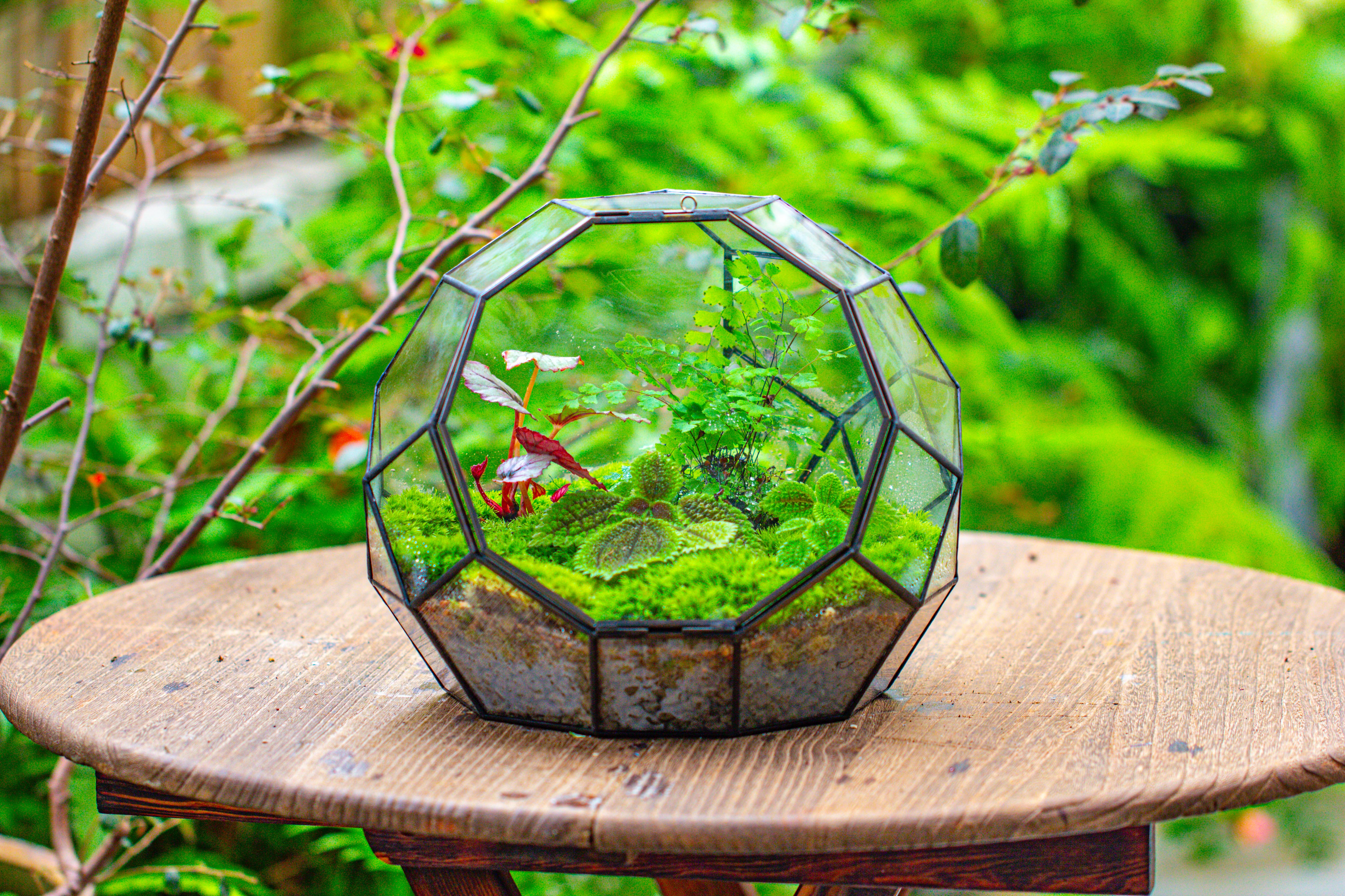 Propagation Station Glass Geometric Moon Terrarium,  Close, with door - NCYPgarden