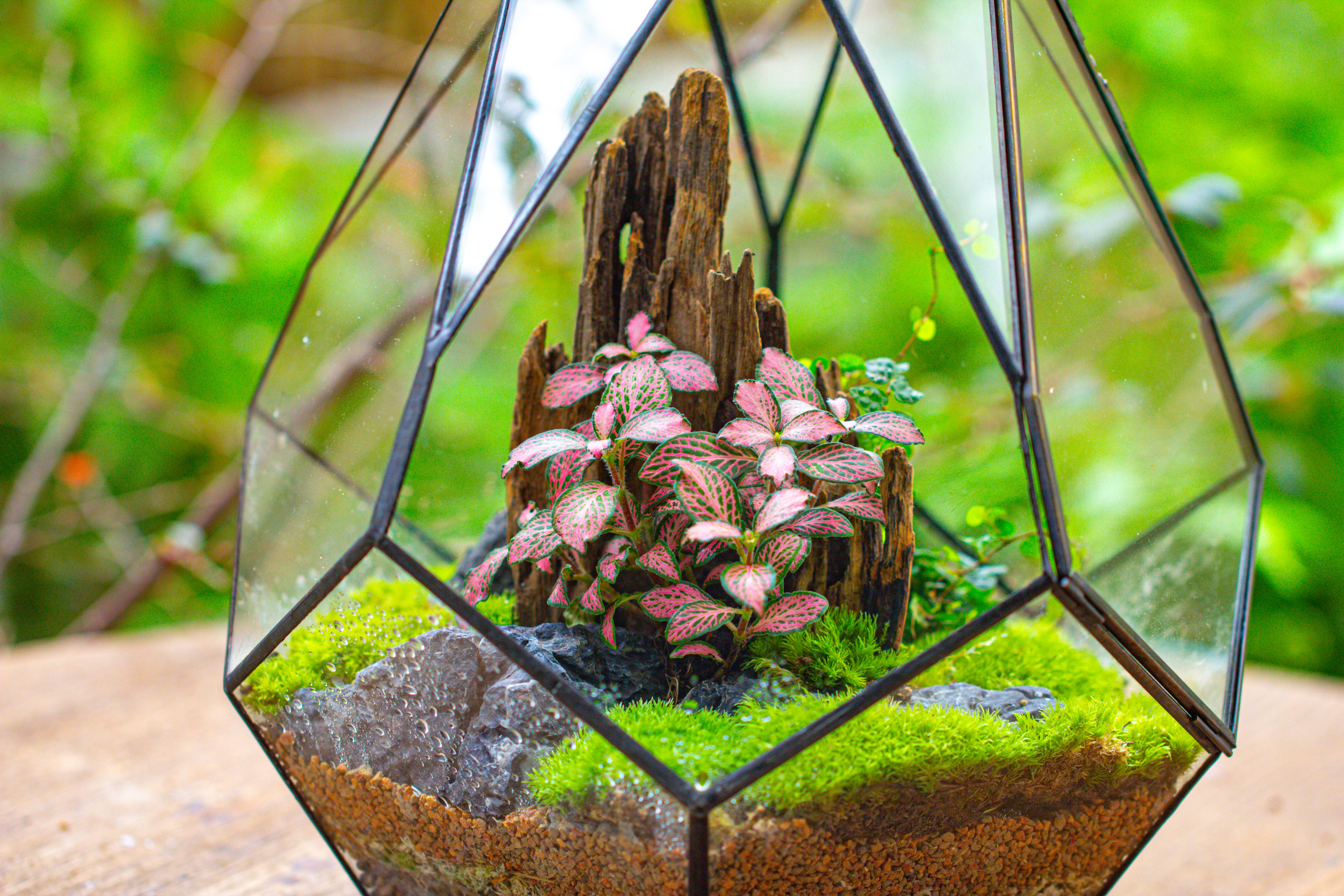 Propagation Station 13" Large Teardrop Geometric Terrarium, Close, with door - NCYPgarden