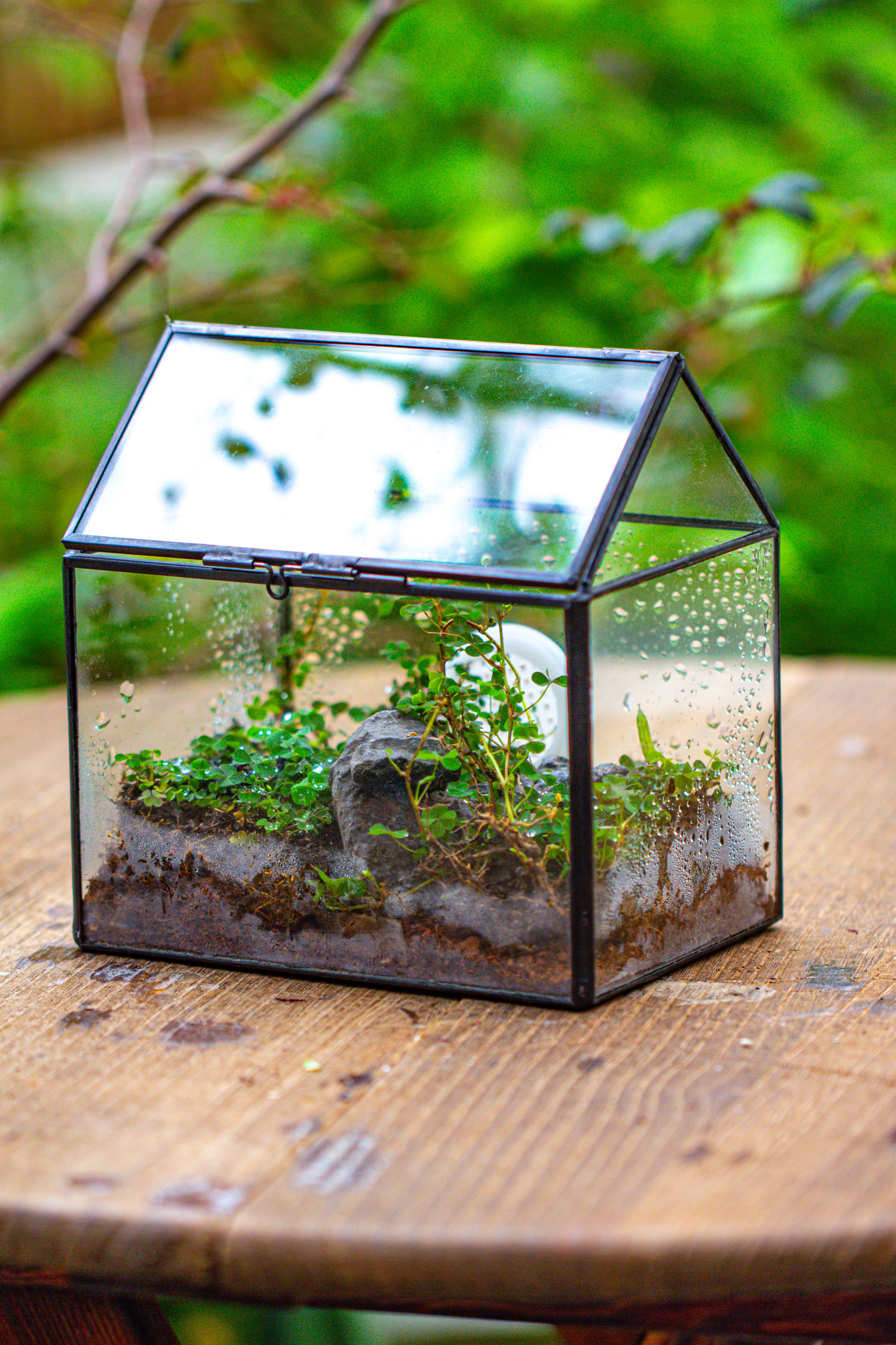 Handmade NCYP Geometric Glass Black Terrarium Box House Shape Close, Tabletop, Swing Lid  for Air Plants Moss Snail Reptile Habitat - NCYPgarden