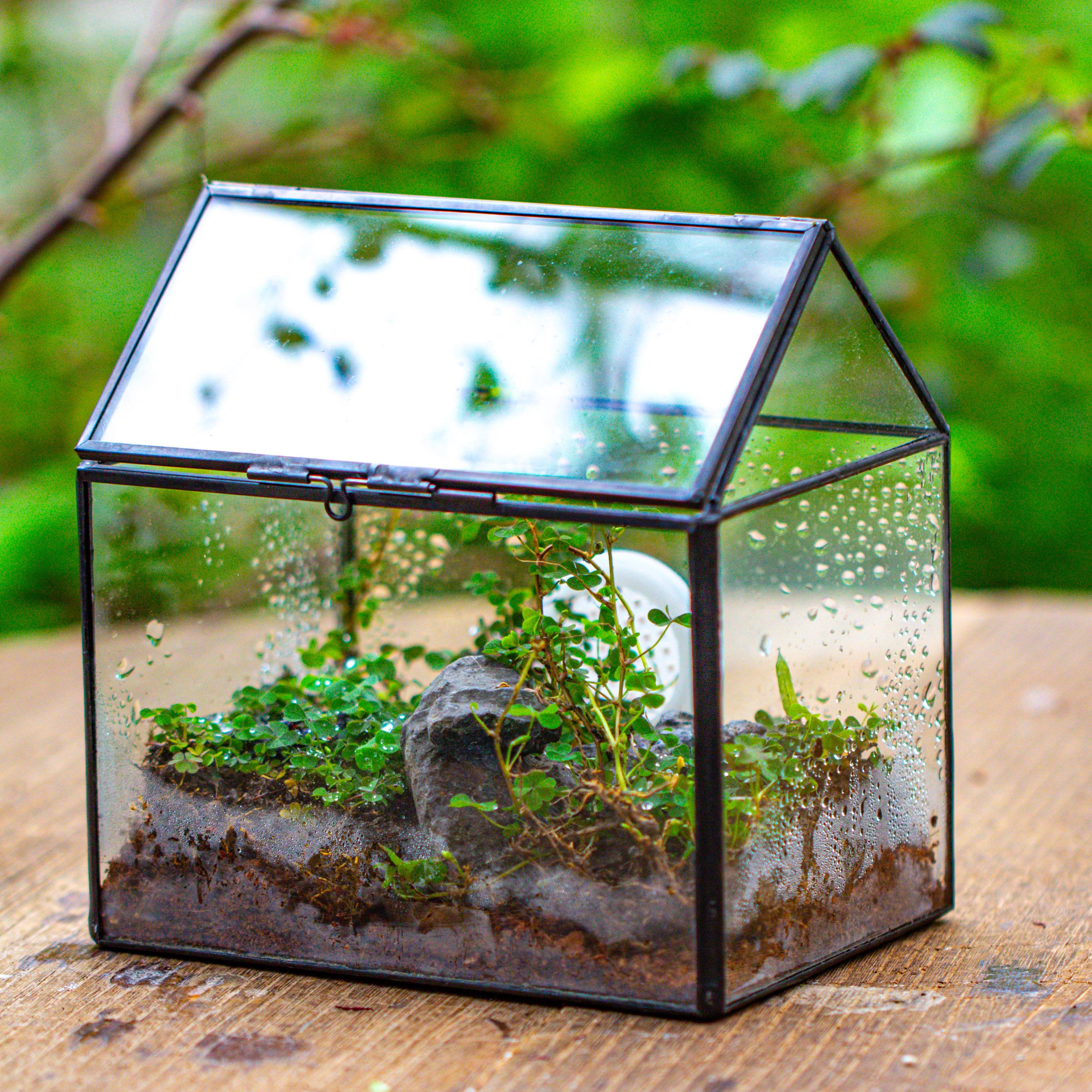 Handmade NCYP Geometric Glass Black Terrarium Box House Shape Close, Tabletop, Swing Lid  for Air Plants Moss Snail Reptile Habitat - NCYPgarden