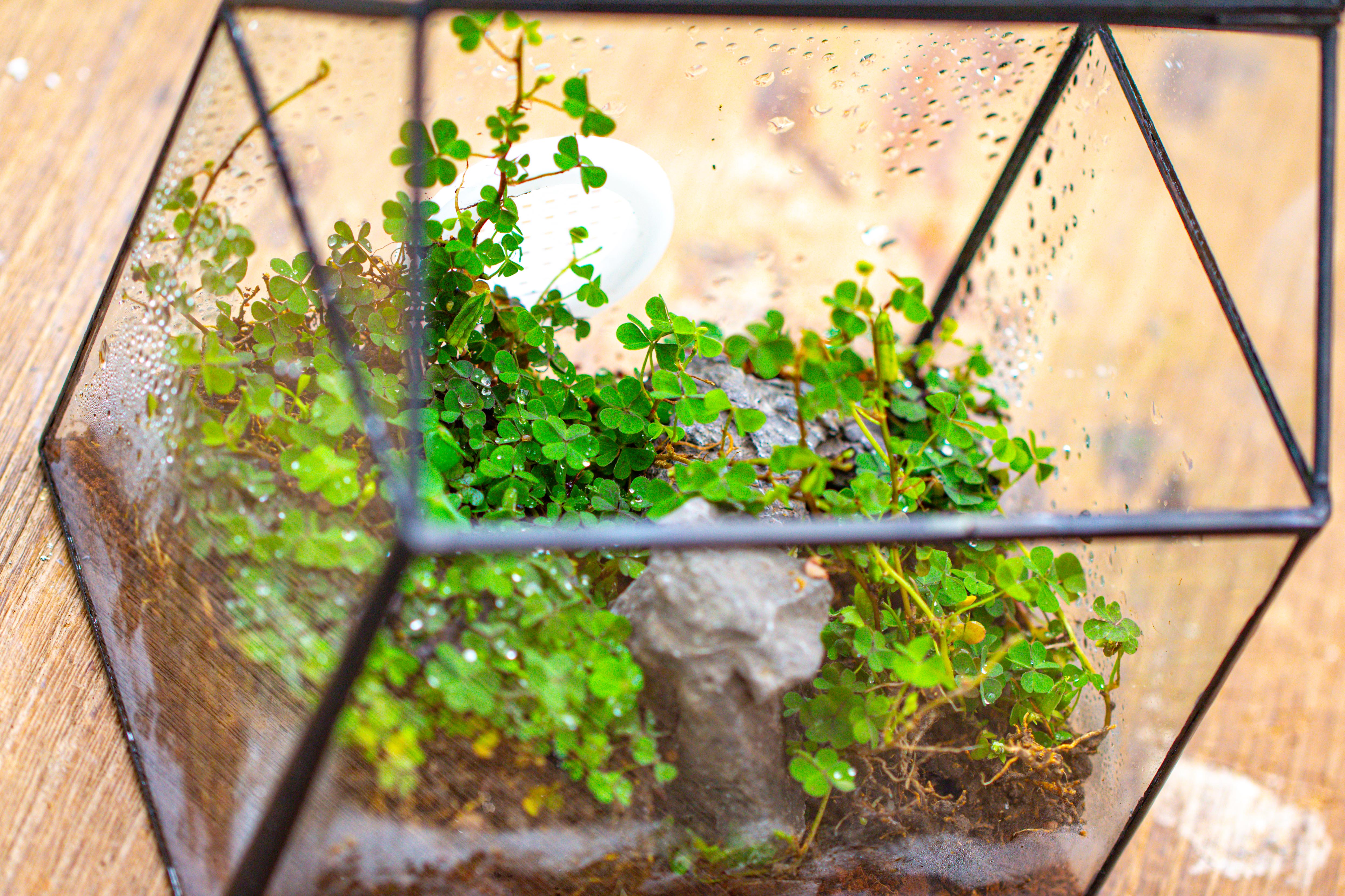 Handmade NCYP Geometric Glass Black Terrarium Box House Shape Close, Tabletop, Swing Lid  for Air Plants Moss Snail Reptile Habitat - NCYPgarden
