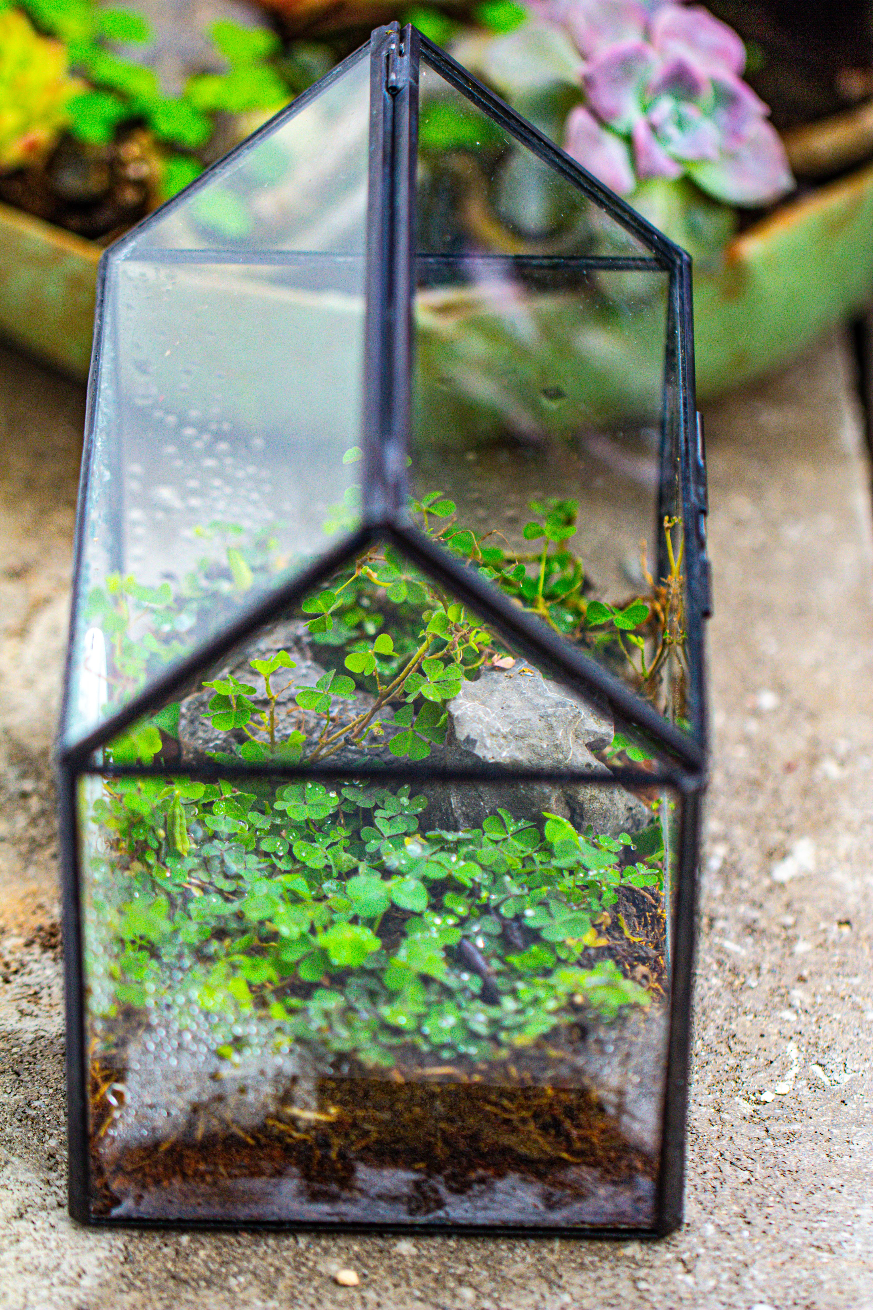 Handmade NCYP Geometric Glass Black Terrarium Box House Shape Close, Tabletop, Swing Lid  for Air Plants Moss Snail Reptile Habitat - NCYPgarden