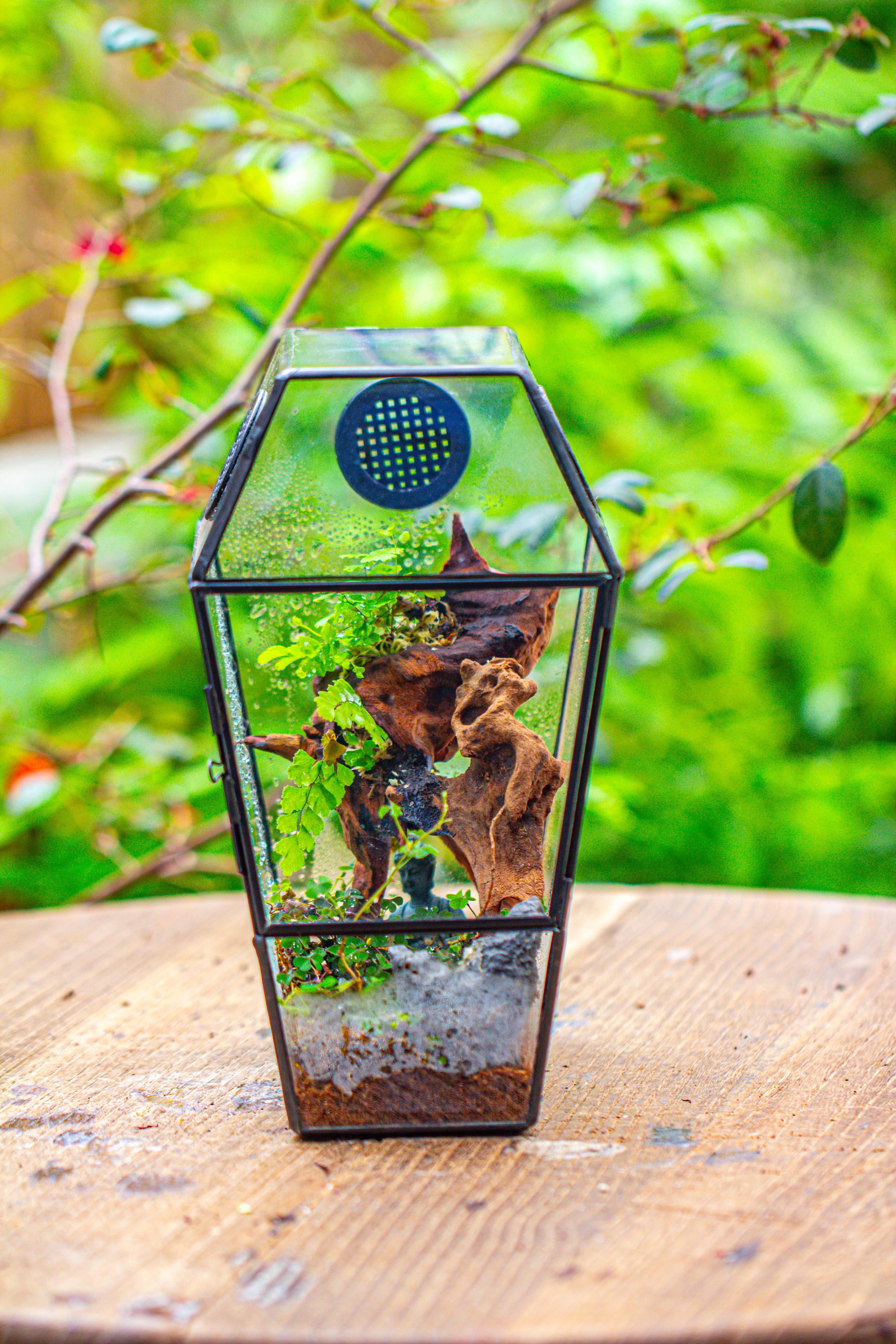 Coffin-Shaped Tin Glass Terrarium Enclosure, Gothic Style, for Jumping Spider, Insects, Snails - NCYPgarden