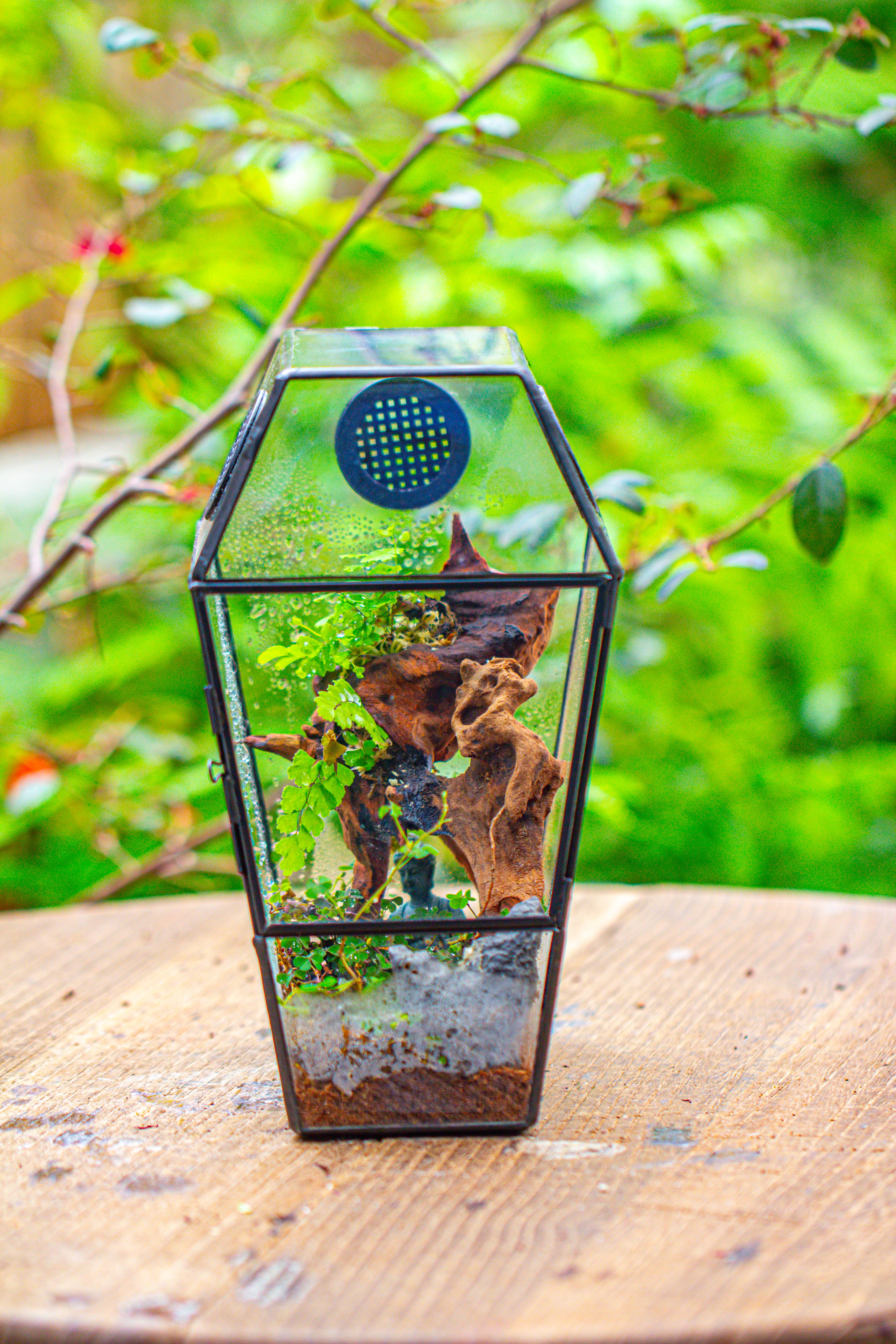 Coffin-Shaped Tin Glass Terrarium Enclosure, Gothic Style, for Jumping Spider, Insects, Snails - NCYPgarden
