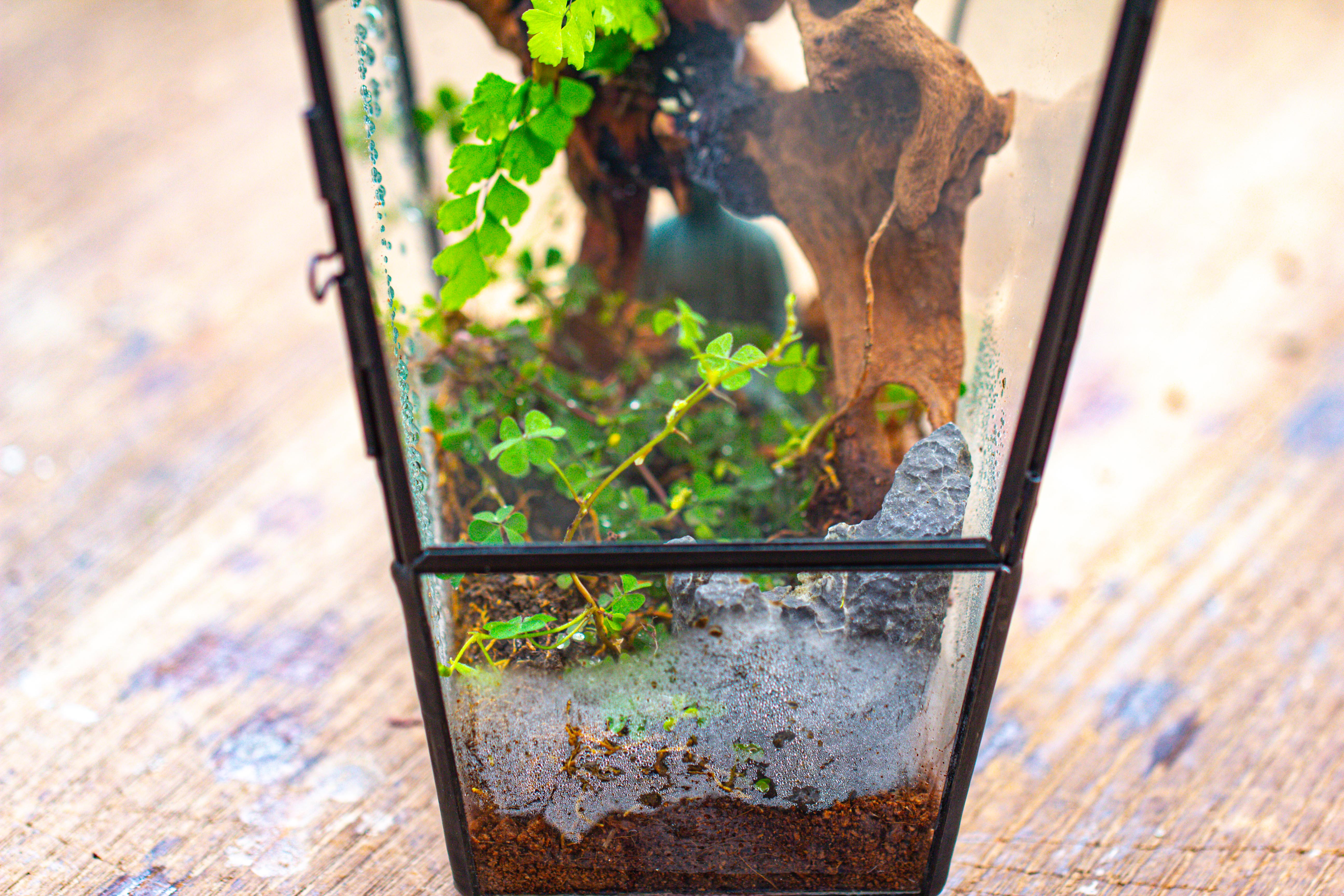 Coffin-Shaped Tin Glass Terrarium Enclosure, Gothic Style, for Jumping Spider, Insects, Snails - NCYPgarden