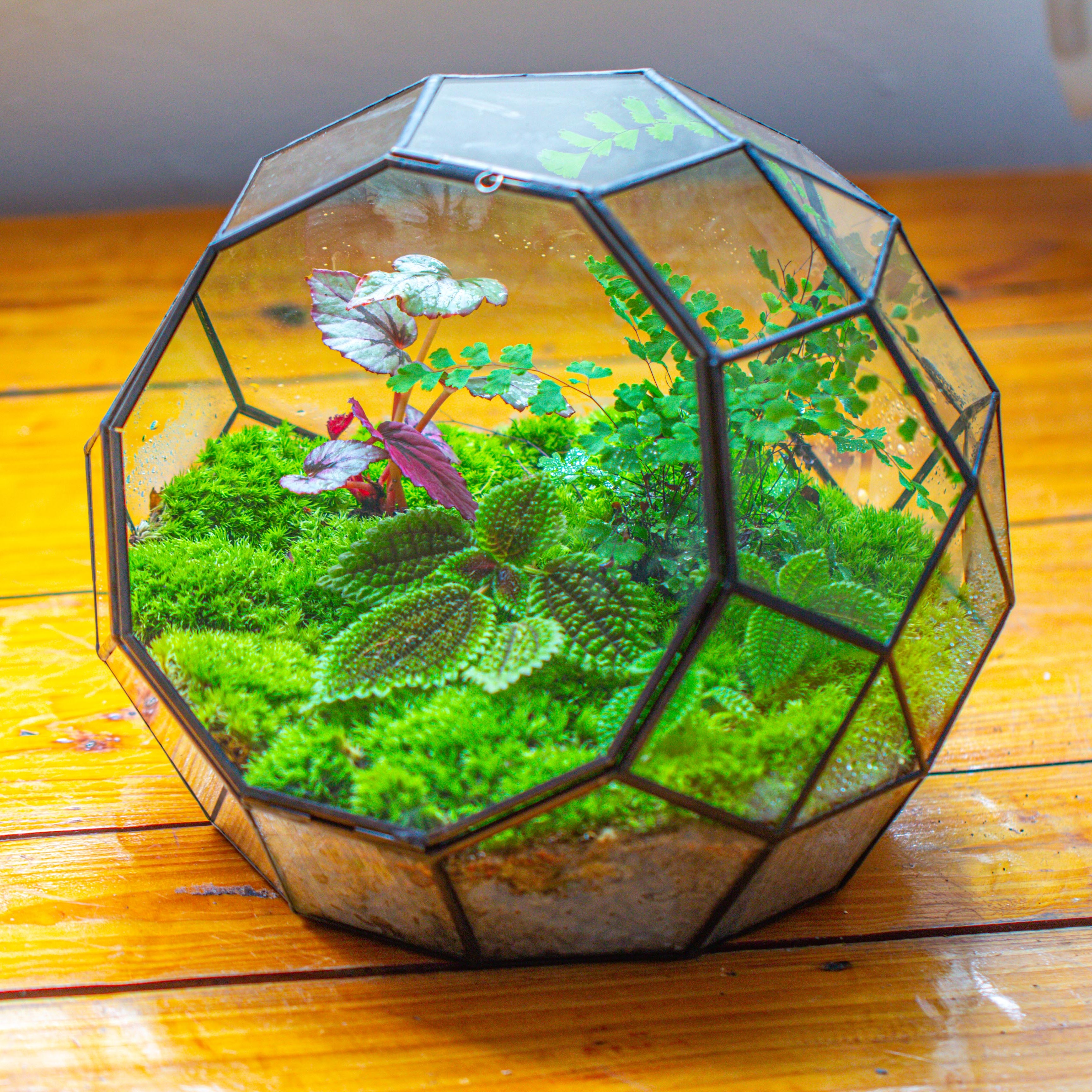 Propagation Station Glass Geometric Moon Terrarium,  Close, with door - NCYPgarden