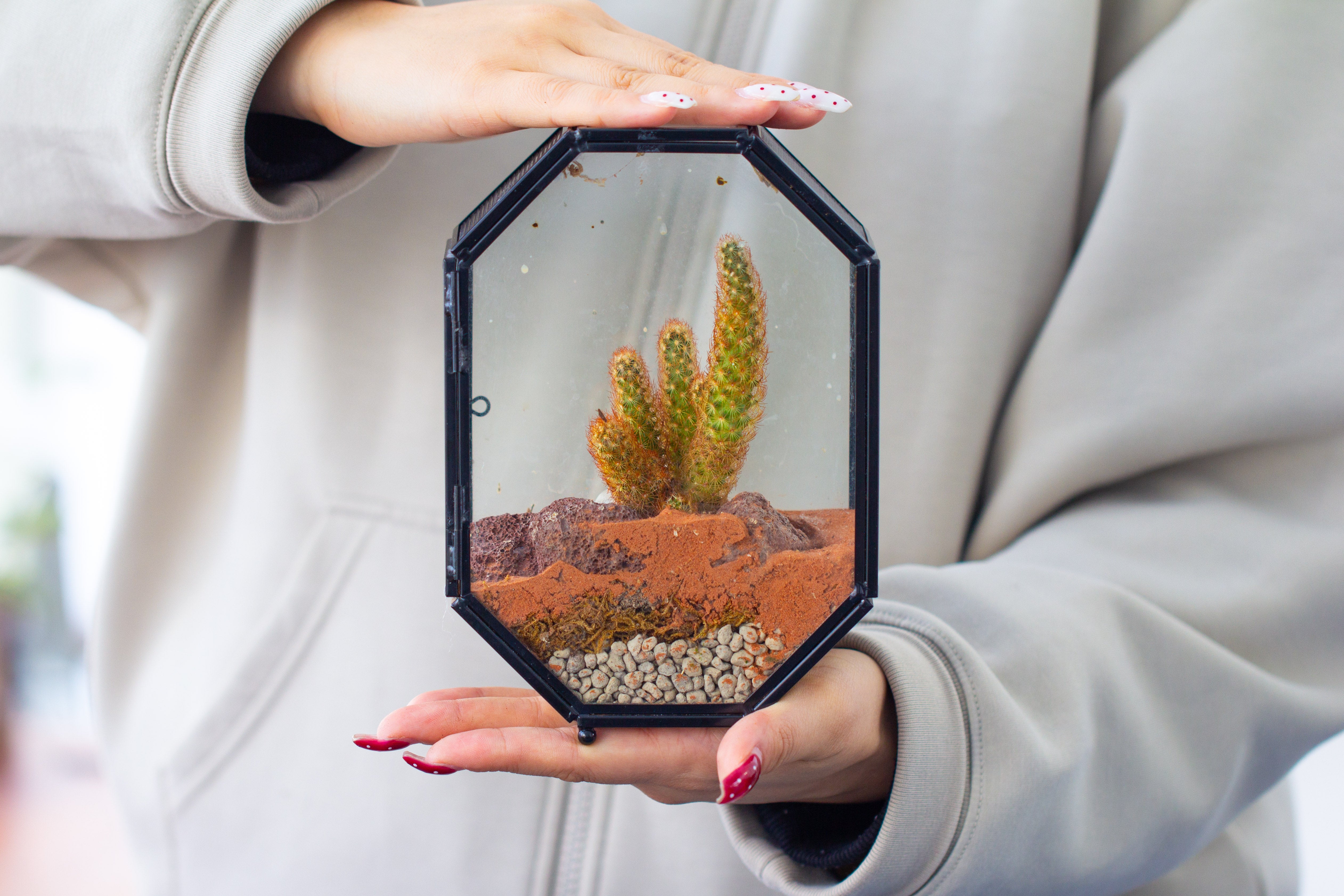 Mini 5x7 inches Octagon Shape Glass Geometric Terrarium Enclosure with Side Vent  for Small Insect, Jumping Spider - NCYPgarden