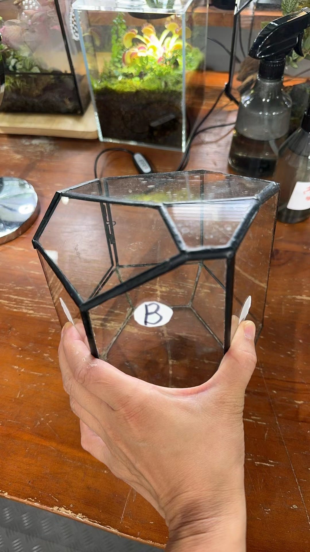 custommade order 41cm / 16" Tall Irregular Glass Geometric Terrarium with 3 vent - NCYPgarden