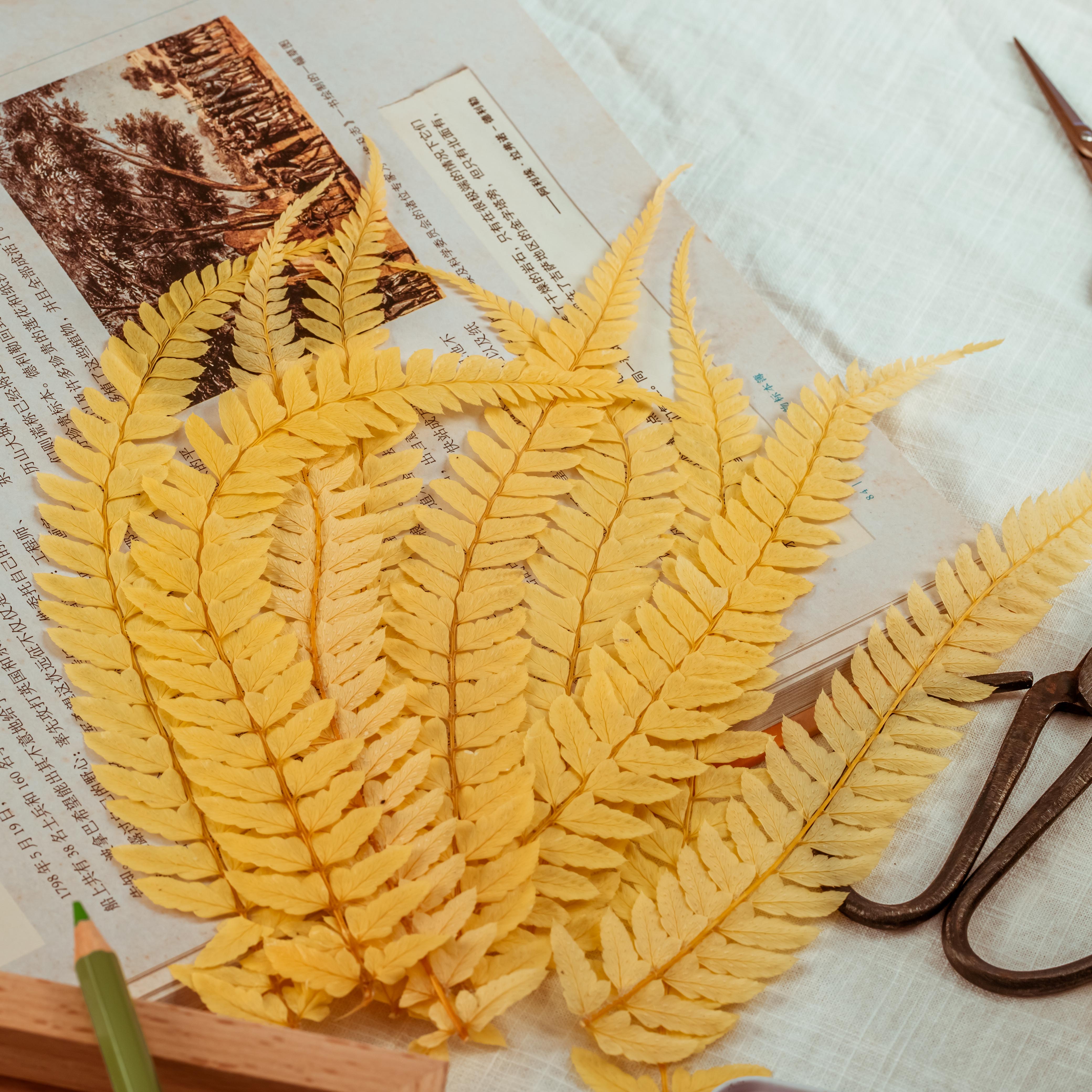 Preserved Pressed Flower Large Fern Branch Parathelypteris Glanduligera, Gold,  5 pcs,  55cm long, 35cm width, DIY material - NCYPgarden