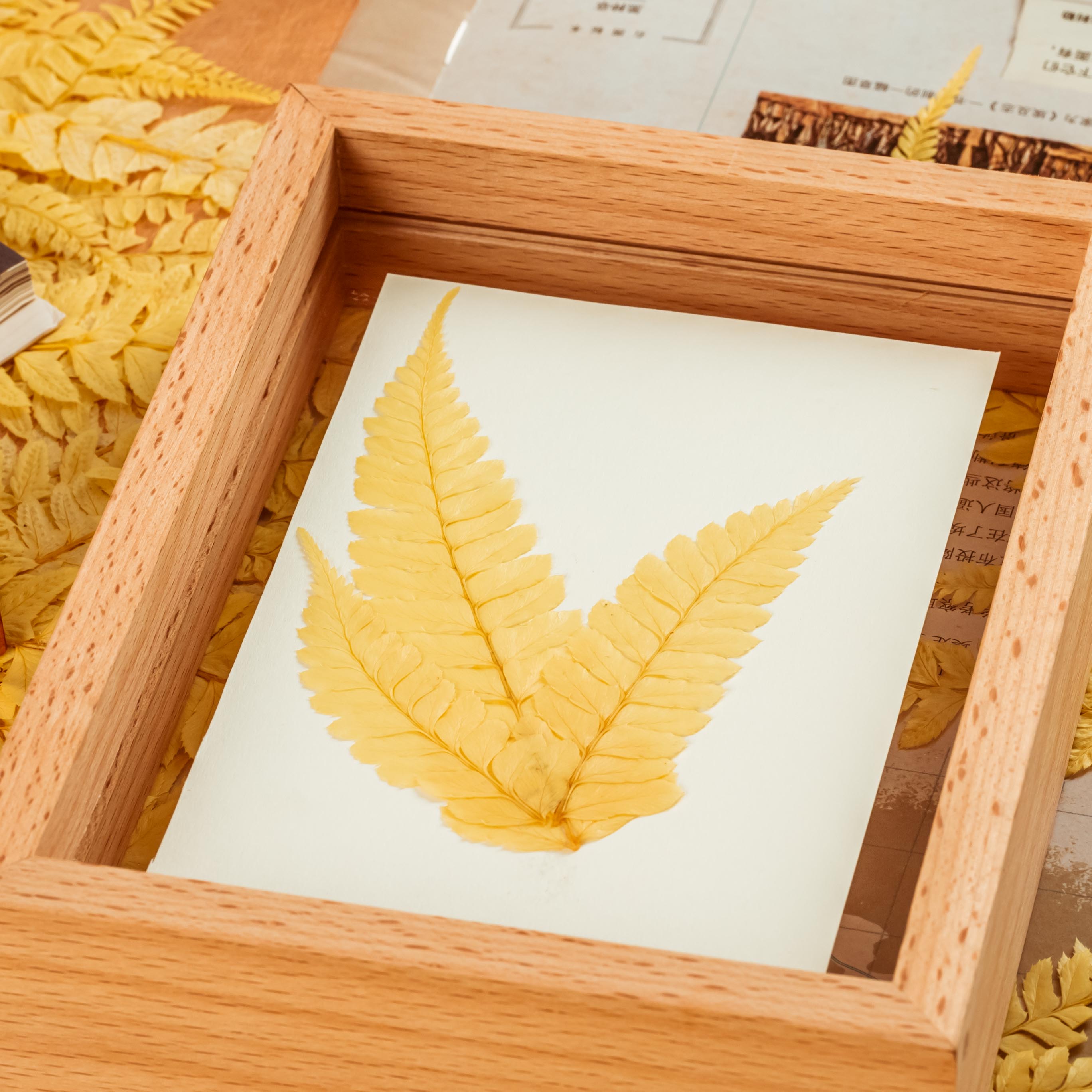 Preserved Pressed Flower Large Fern Branch Parathelypteris Glanduligera, Gold,  5 pcs,  55cm long, 35cm width, DIY material - NCYPgarden