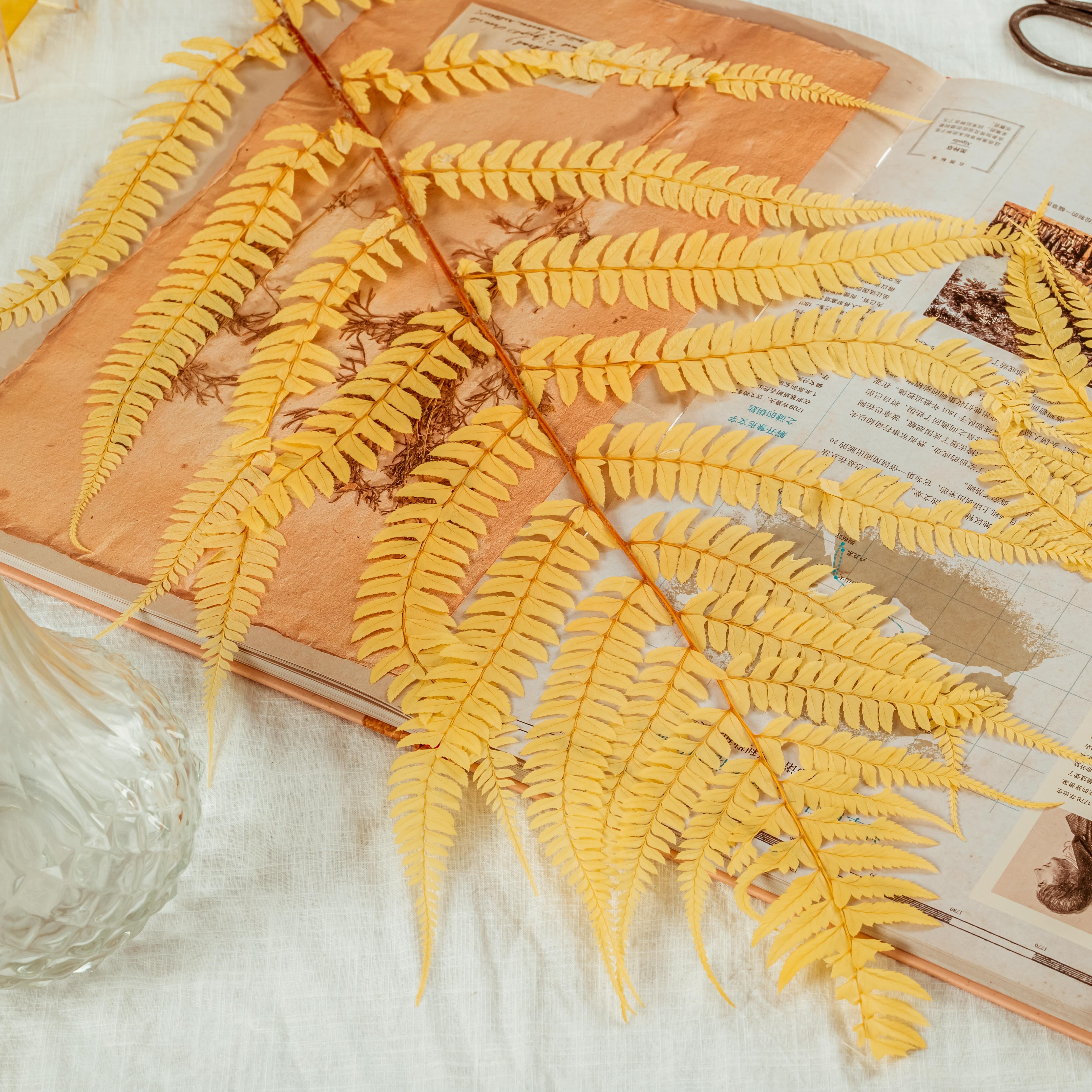 Preserved Pressed Flower Large Fern Branch Parathelypteris Glanduligera, Gold,  5 pcs,  55cm long, 35cm width, DIY material - NCYPgarden