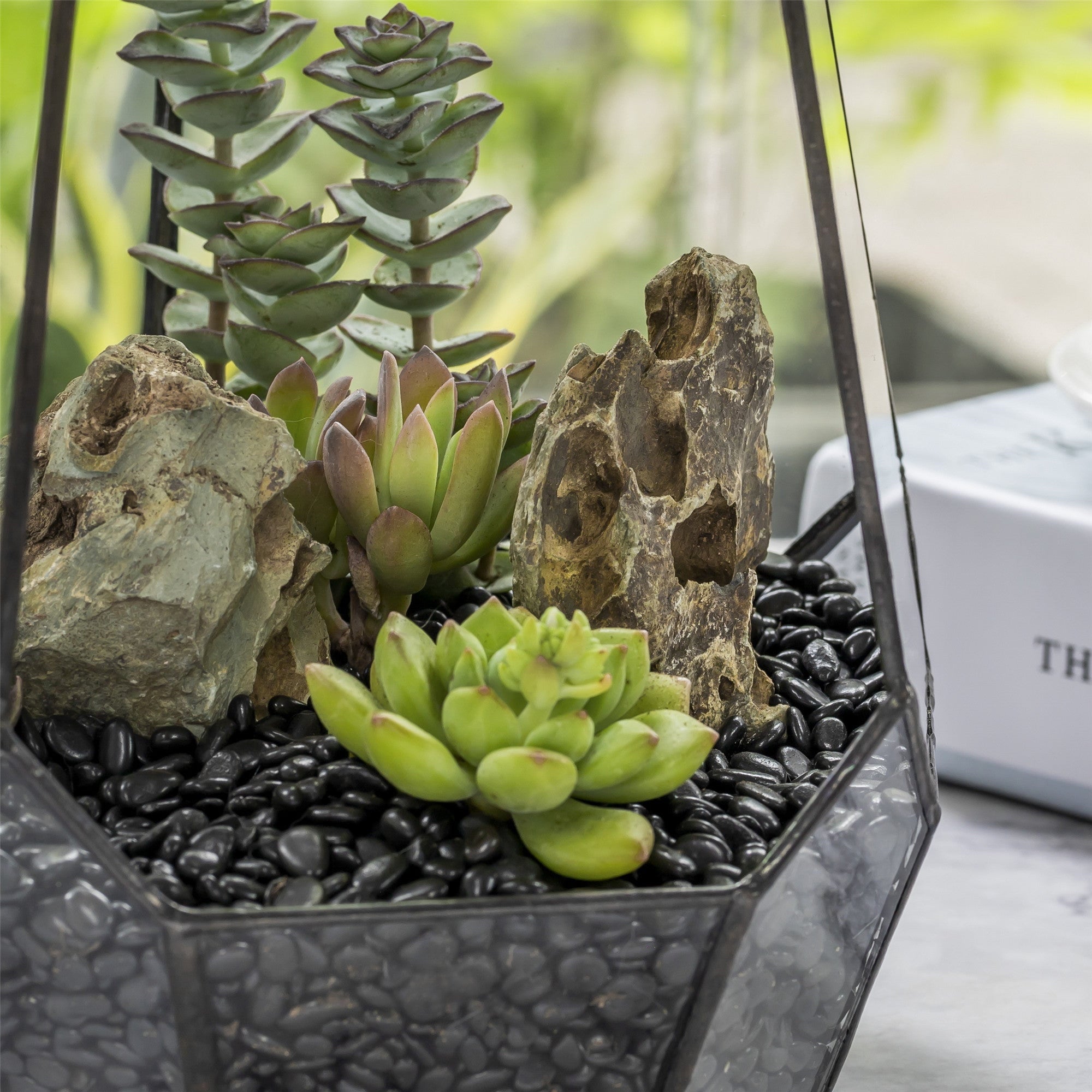 Black Natural Polished Pebbles for Terrarium, Bonsai, Small Planters, Moss, Fern, Succulents - NCYPgarden