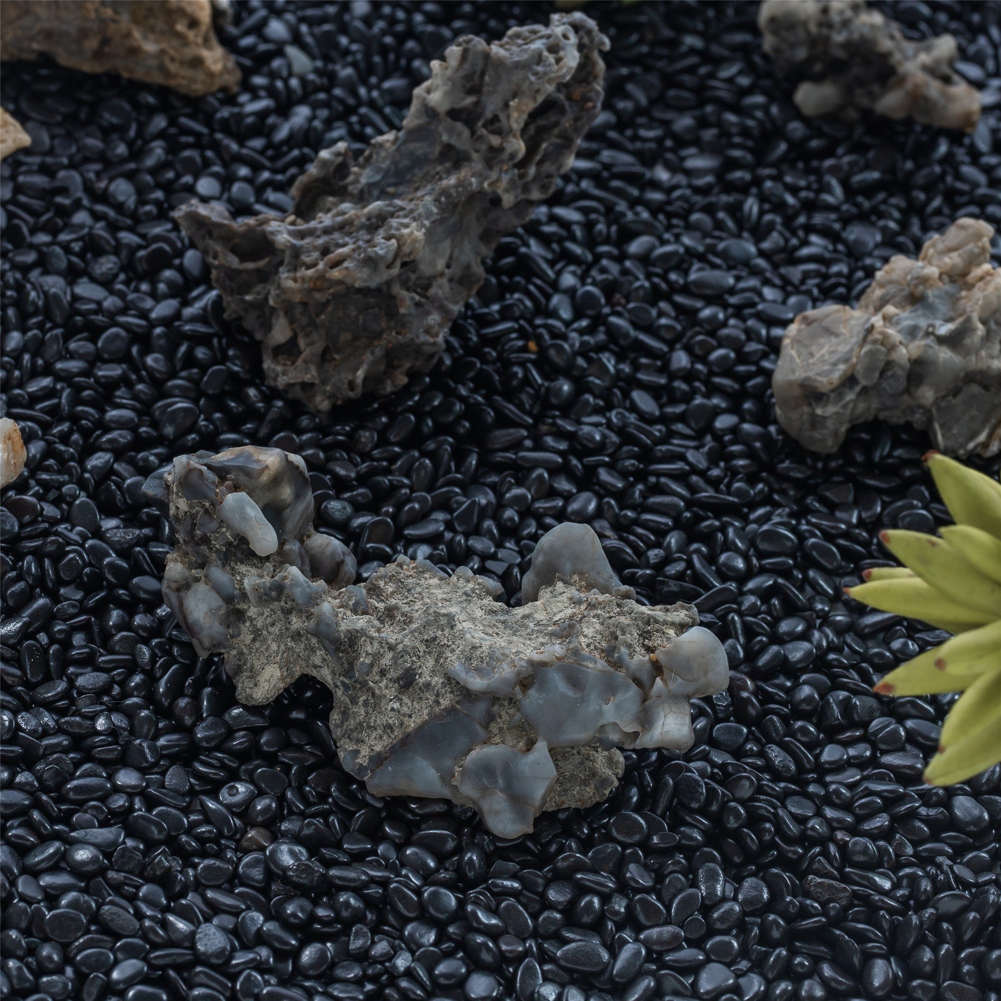 Black Natural Polished Pebbles for Terrarium, Bonsai, Small Planters, Moss, Fern, Succulents - NCYPgarden
