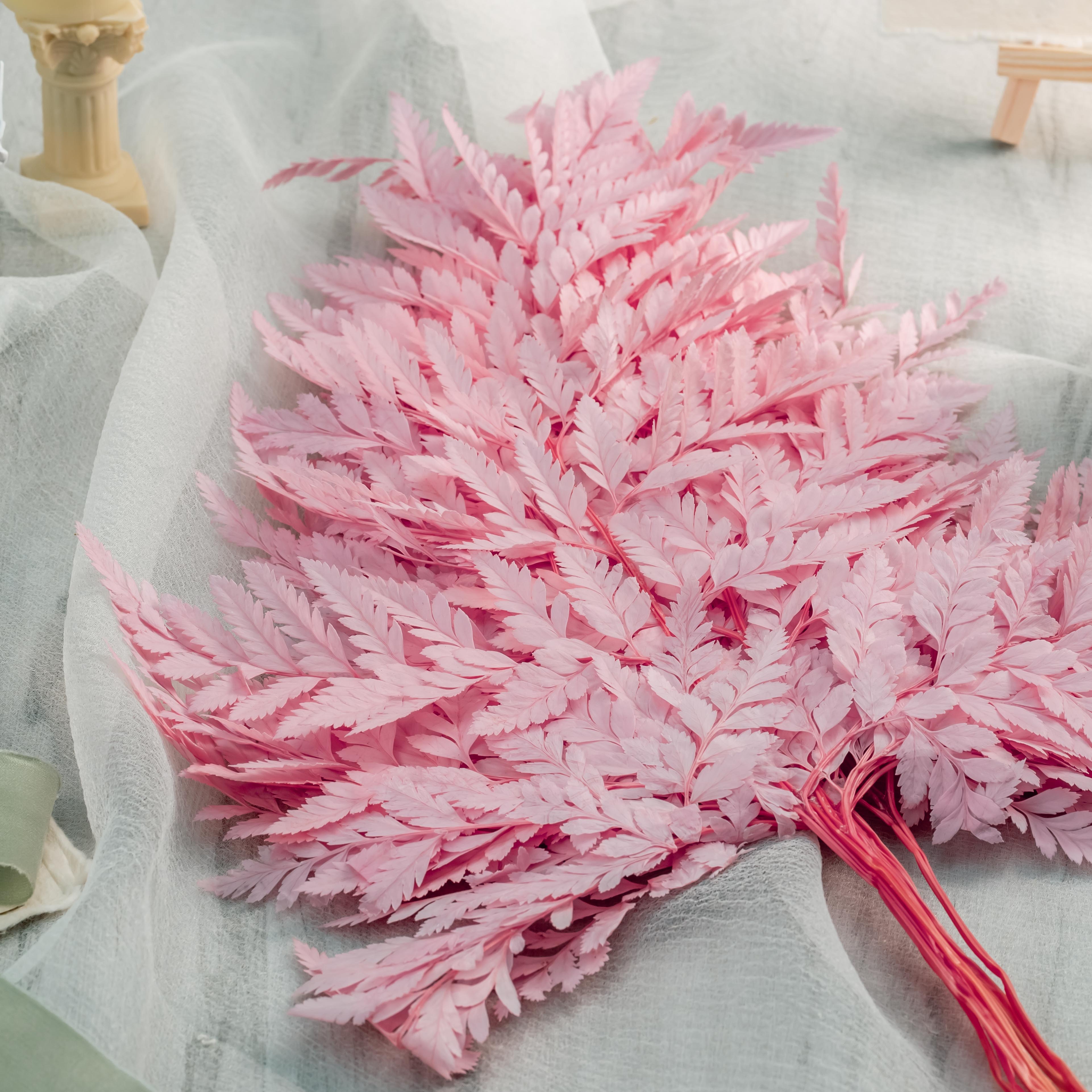 Preserved Pressed Flower Davallia mariesii, Squirrel's Foot Fern Leaf , Multiple Color,  5 pcs,  12inches long, 8inches width, DIY material - NCYPgarden