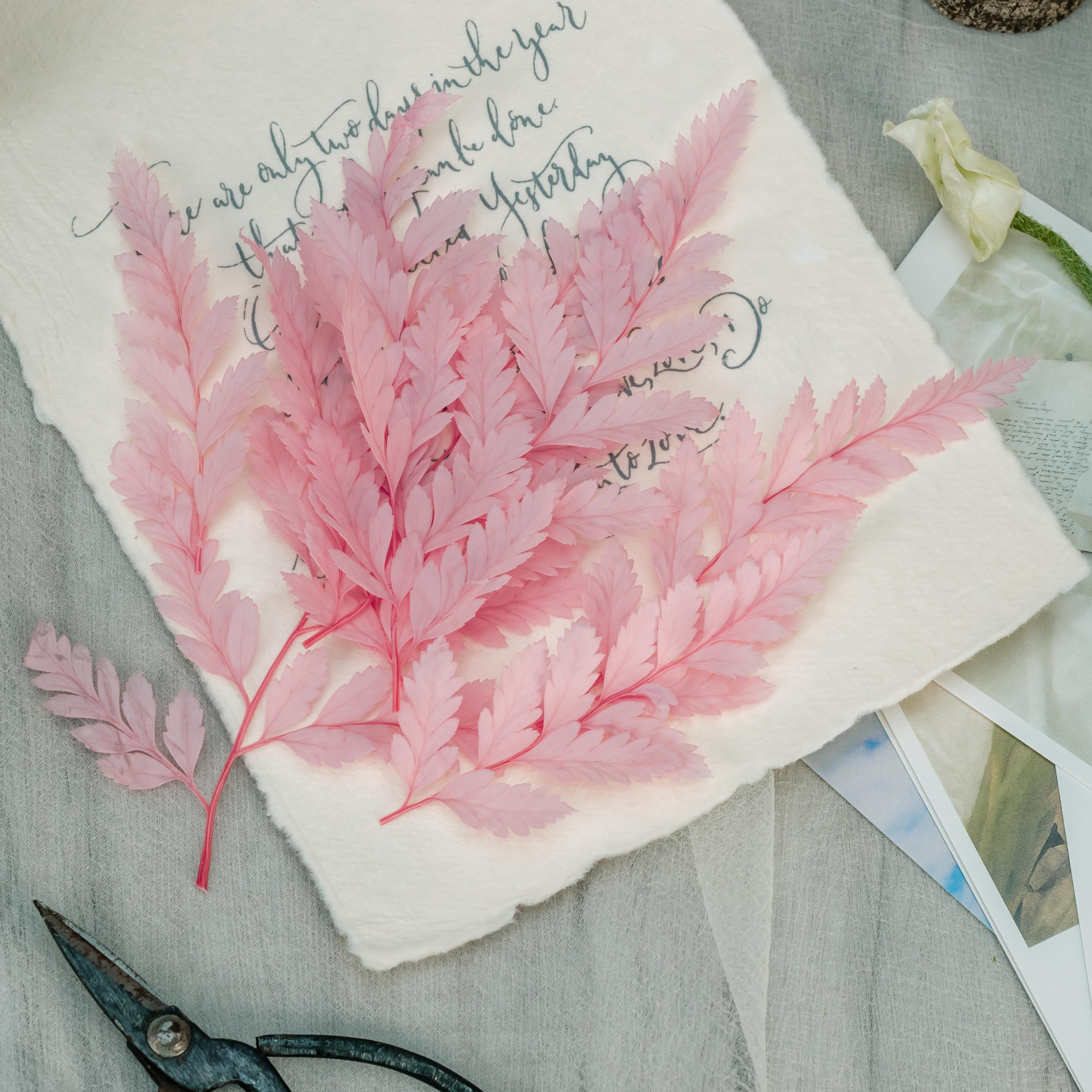 Preserved Pressed Flower Davallia mariesii, Squirrel's Foot Fern Leaf , Multiple Color,  5 pcs,  12inches long, 8inches width, DIY material - NCYPgarden