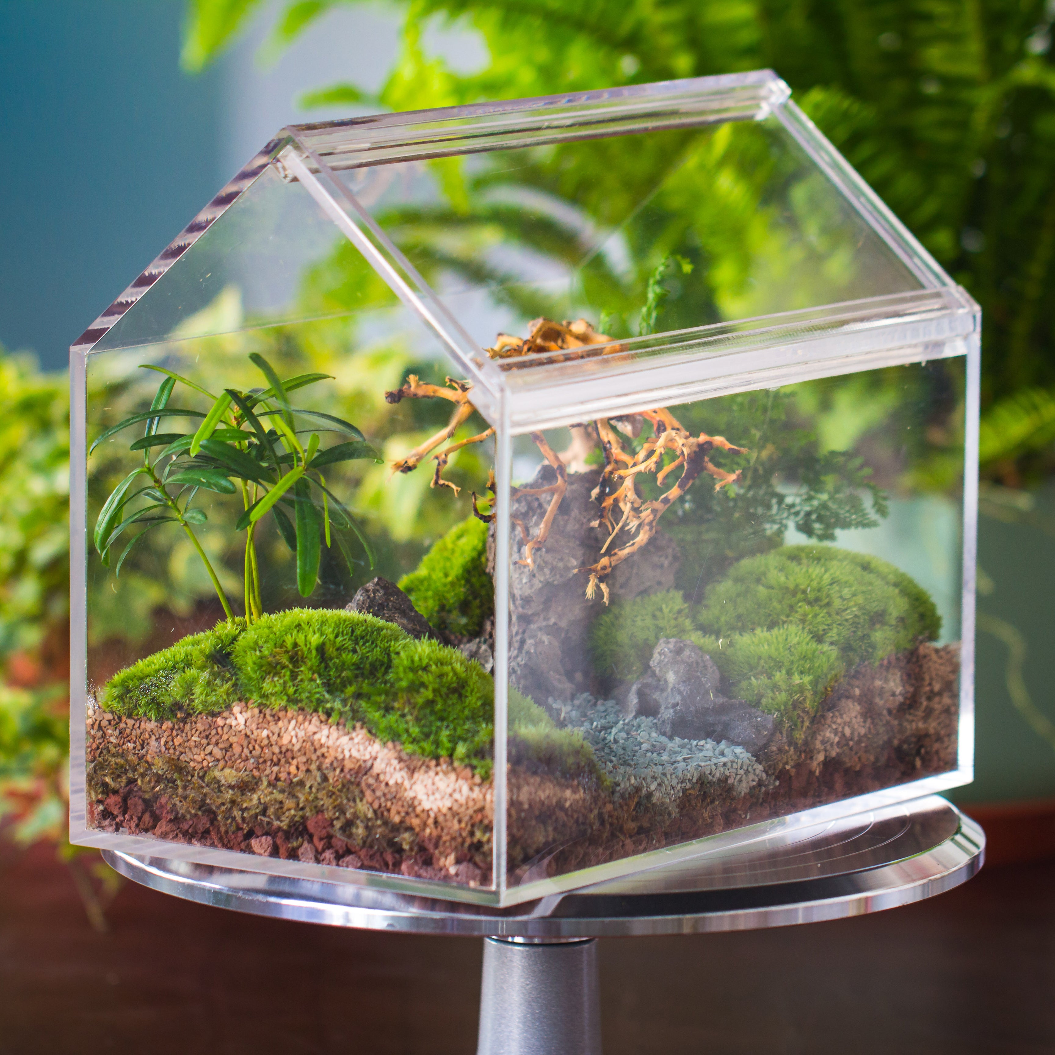 handmade water tight, sealed, enclosed, house acrylic terrarium, fish tank, moss fern terrarium Paludarium  Vivarium, 2 lid with vent - NCYPgarden