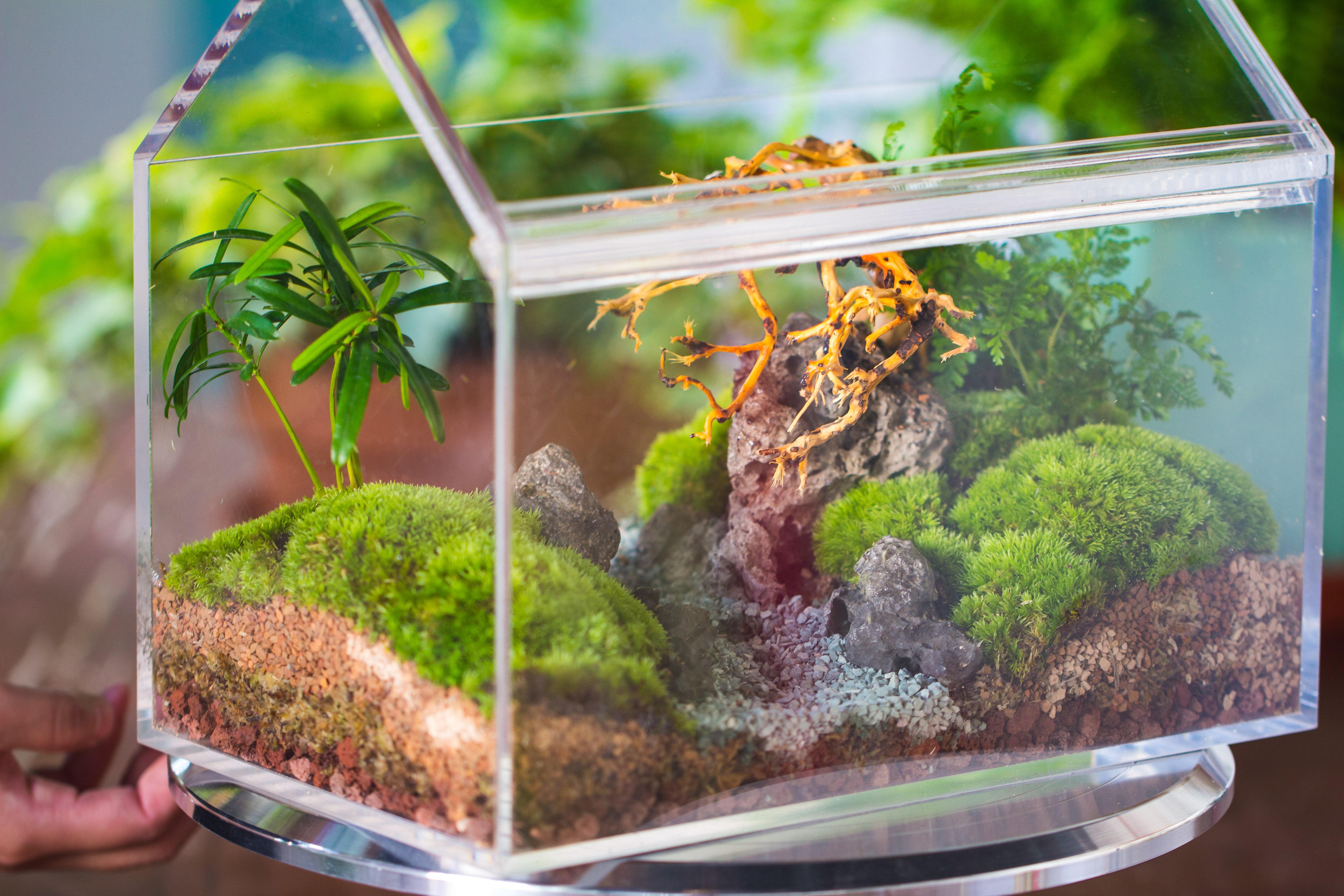 handmade water tight, sealed, enclosed, house acrylic terrarium, fish tank, moss fern terrarium Paludarium  Vivarium, 2 lid with vent - NCYPgarden