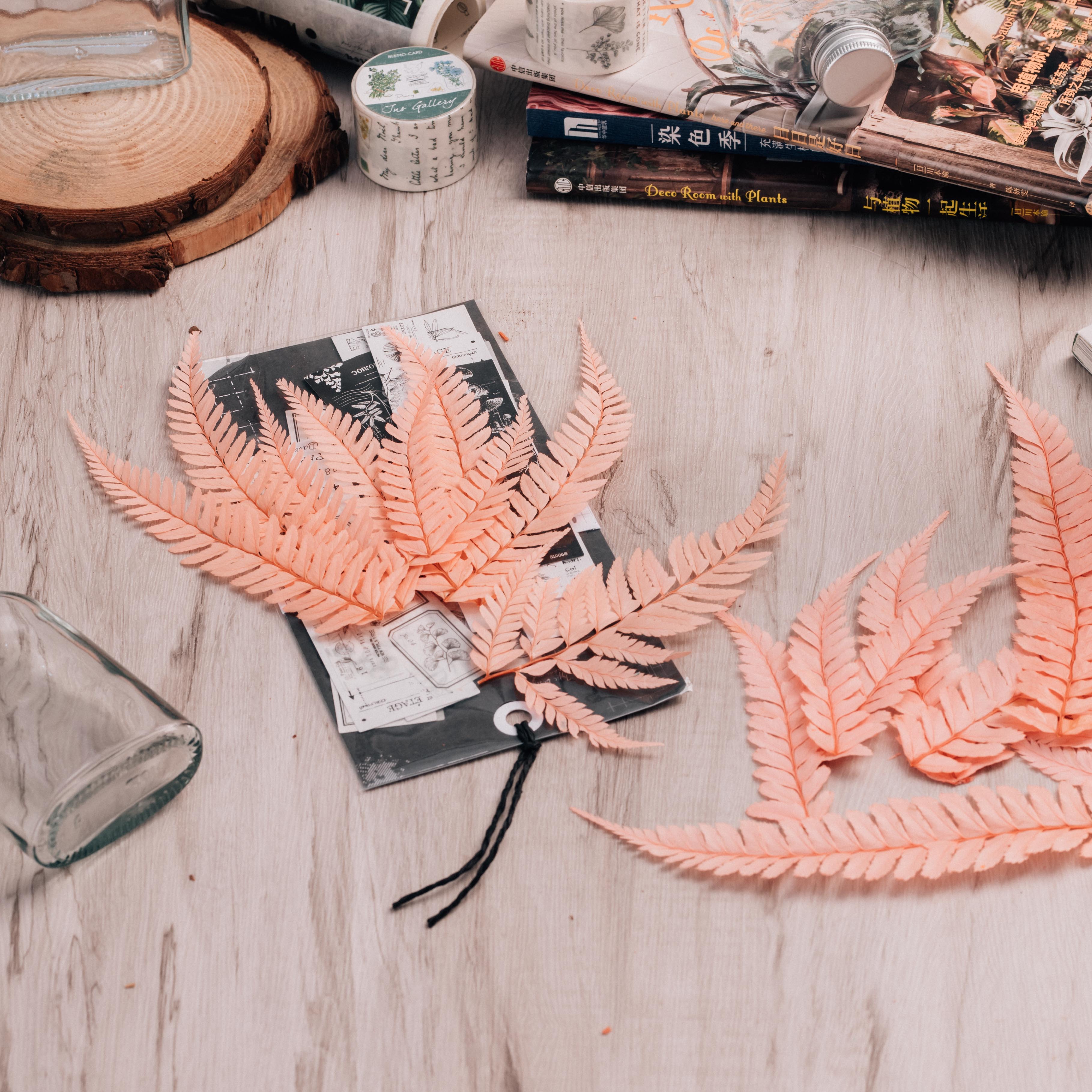 Preserved Pressed Flower Large Fern Branch Parathelypteris Glanduligera, Orange,  5 pcs,  55cm long, 35cm width, DIY material - NCYPgarden