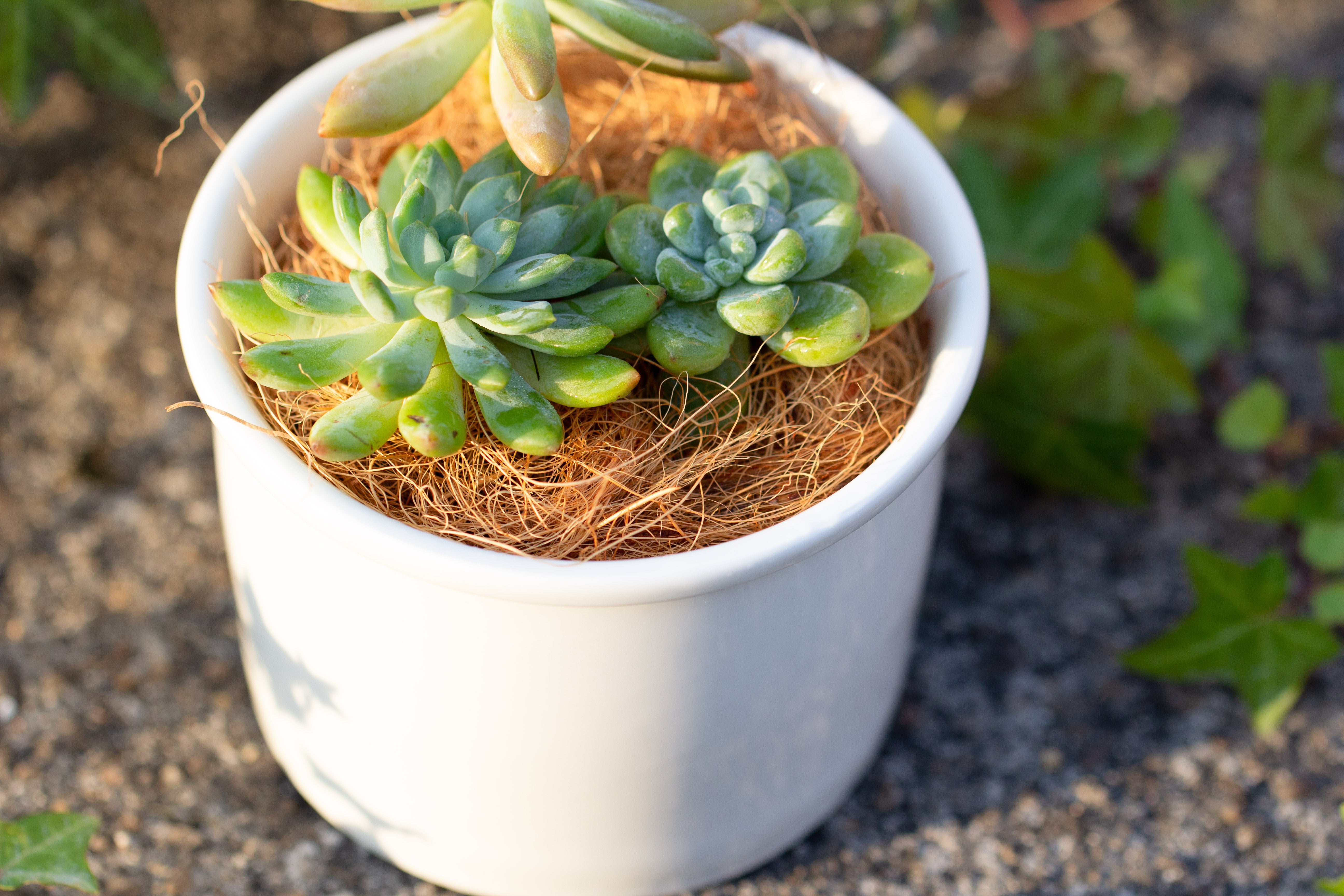 400g coir coconut fiber for top dressing, for house plant, potted plants - NCYPgarden