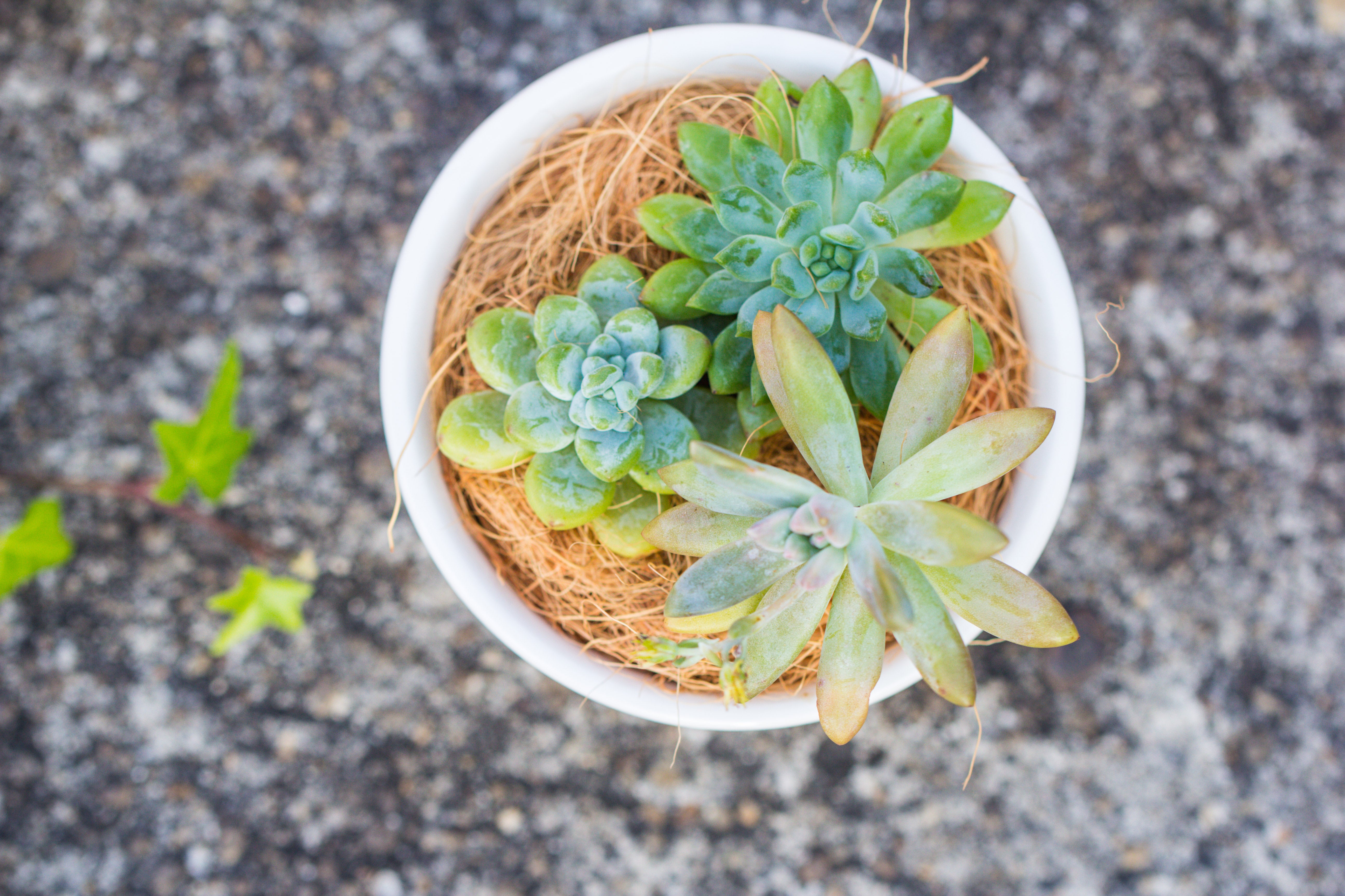 400g coir coconut fiber for top dressing, for house plant, potted plants - NCYPgarden