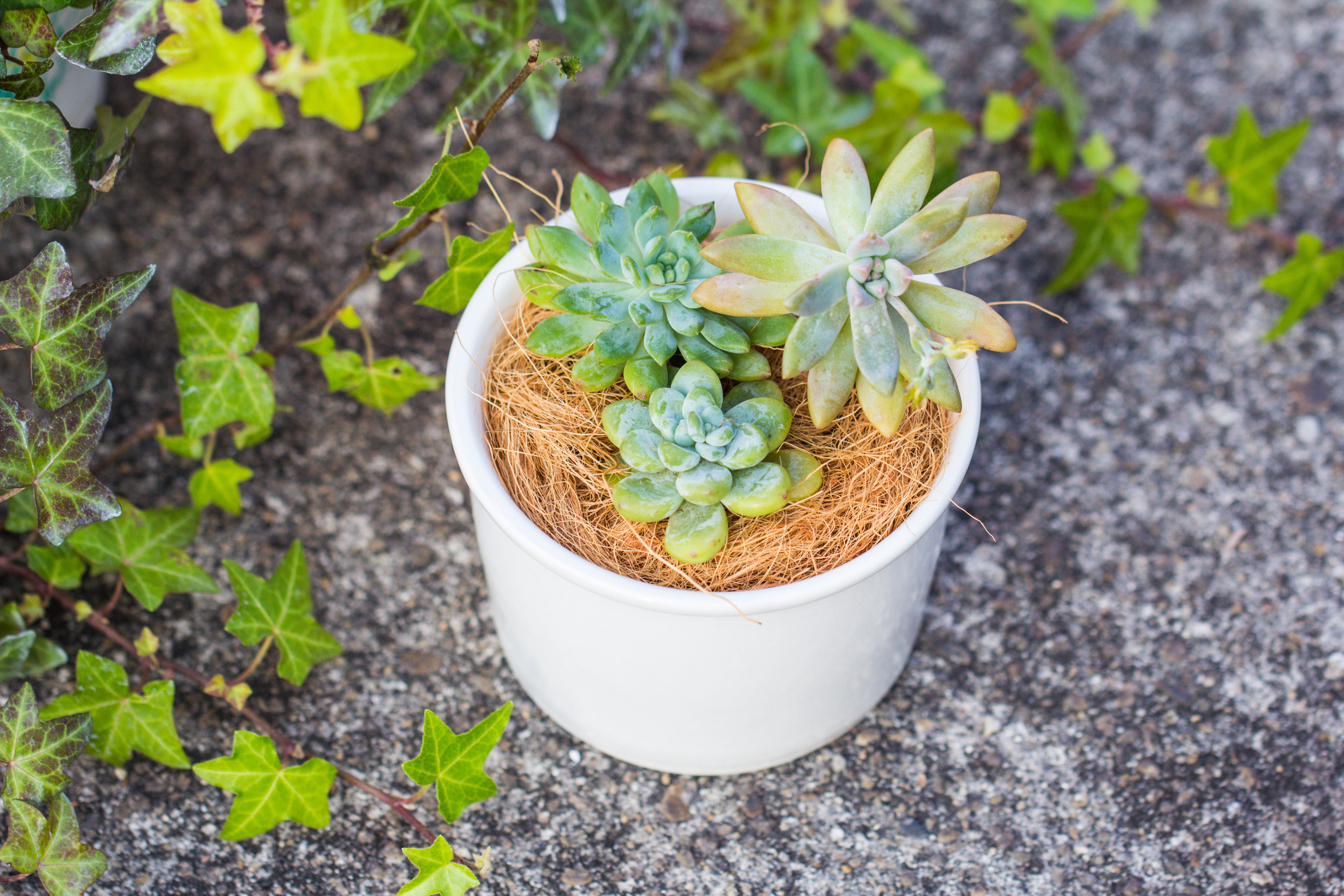 400g coir coconut fiber for top dressing, for house plant, potted plants - NCYPgarden