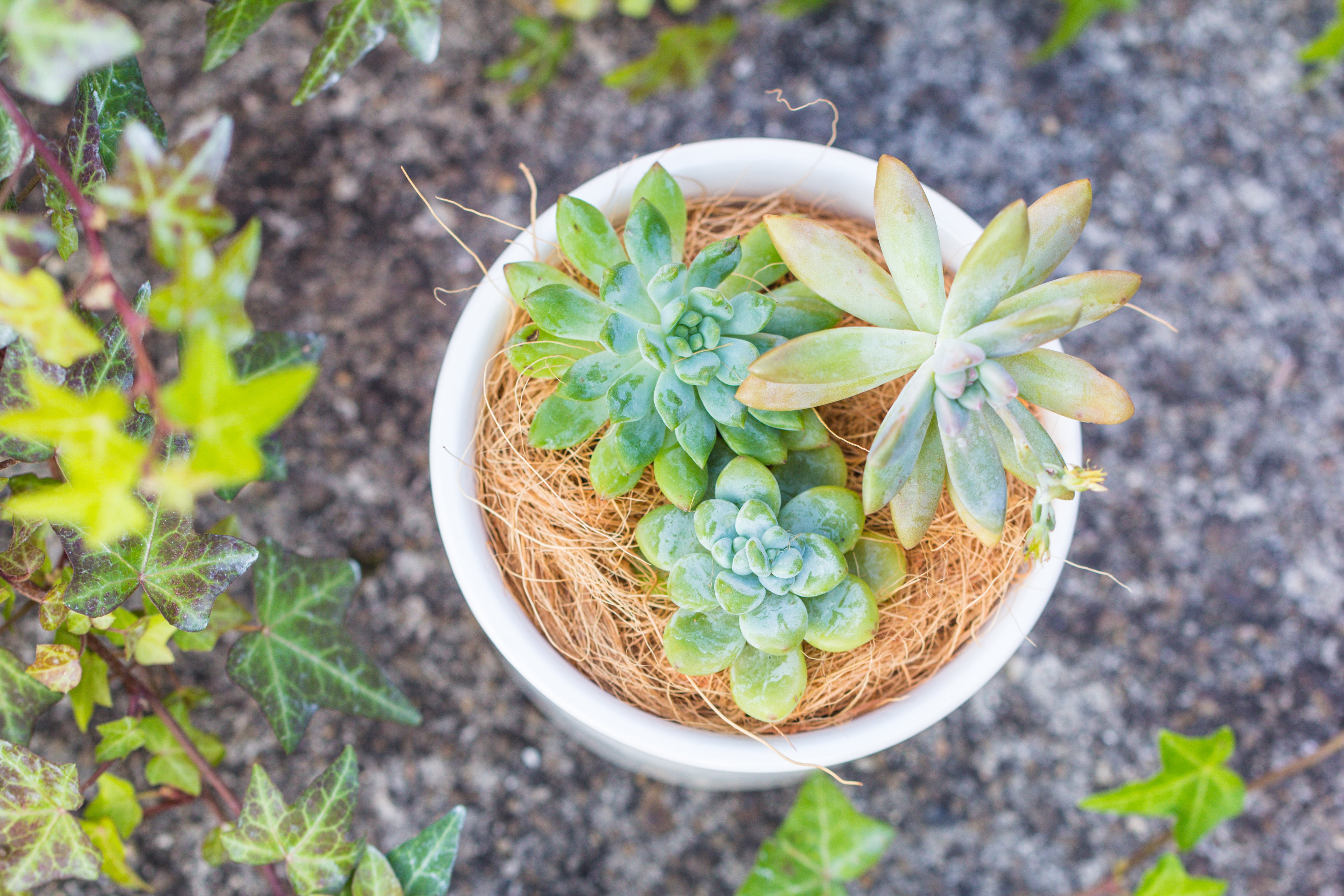 400g coir coconut fiber for top dressing, for house plant, potted plants - NCYPgarden
