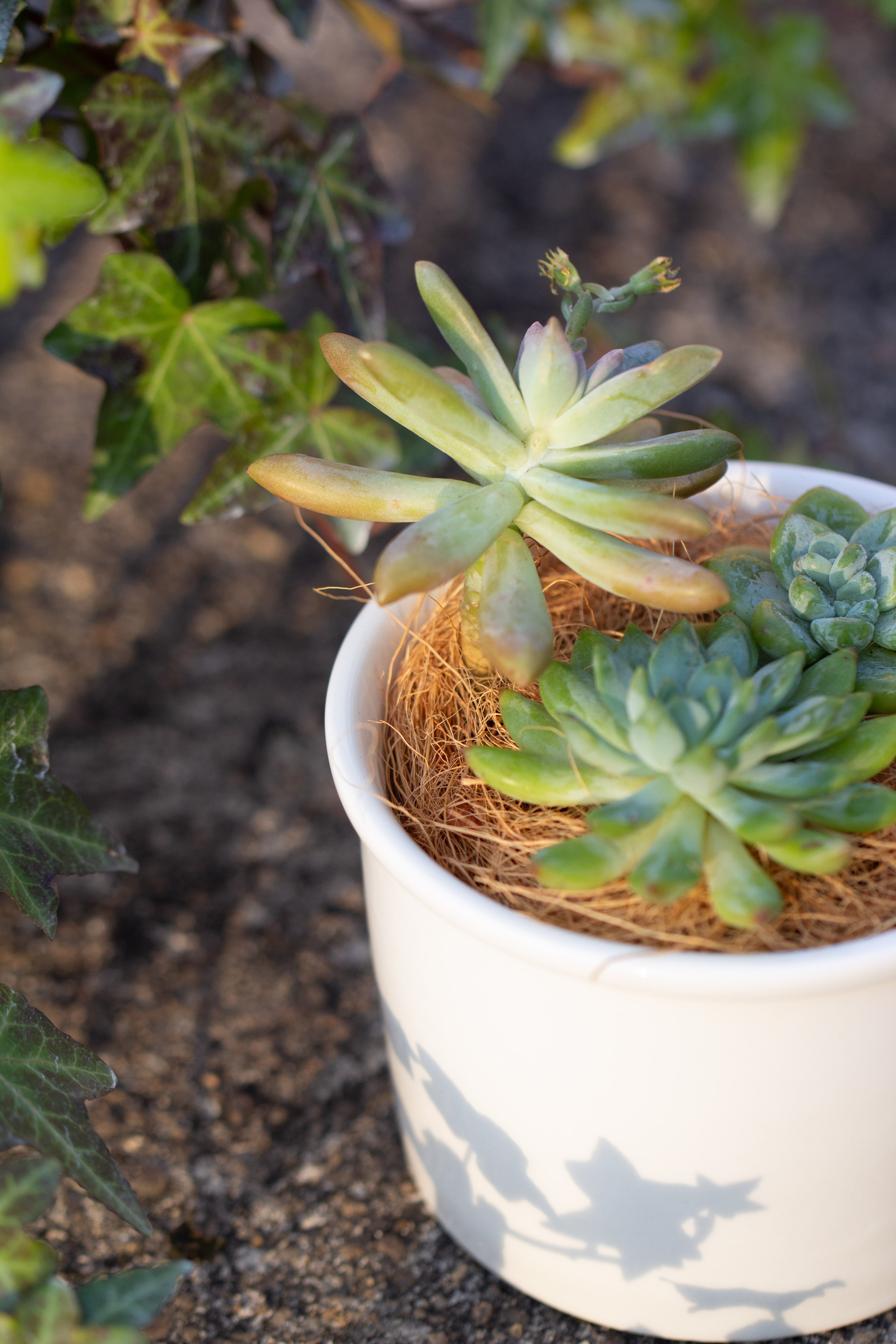 400g coir coconut fiber for top dressing, for house plant, potted plants - NCYPgarden