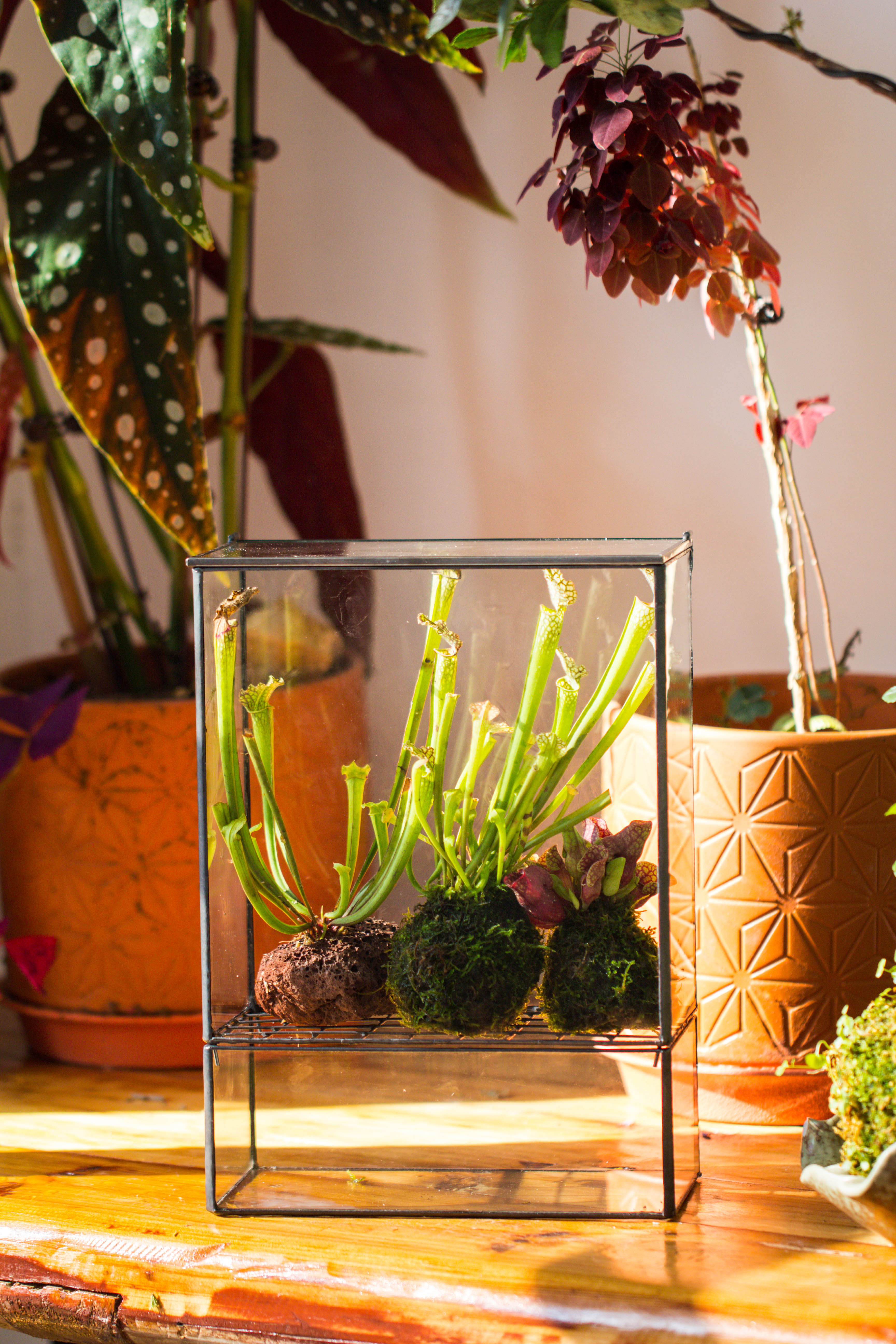 NCYP Glass and Tin Close terrarium with drainage bottom, suits for Fly Trap, Pitcher Plants, Moss Ball, Nursery, Small tropical Plants - NCYPgarden