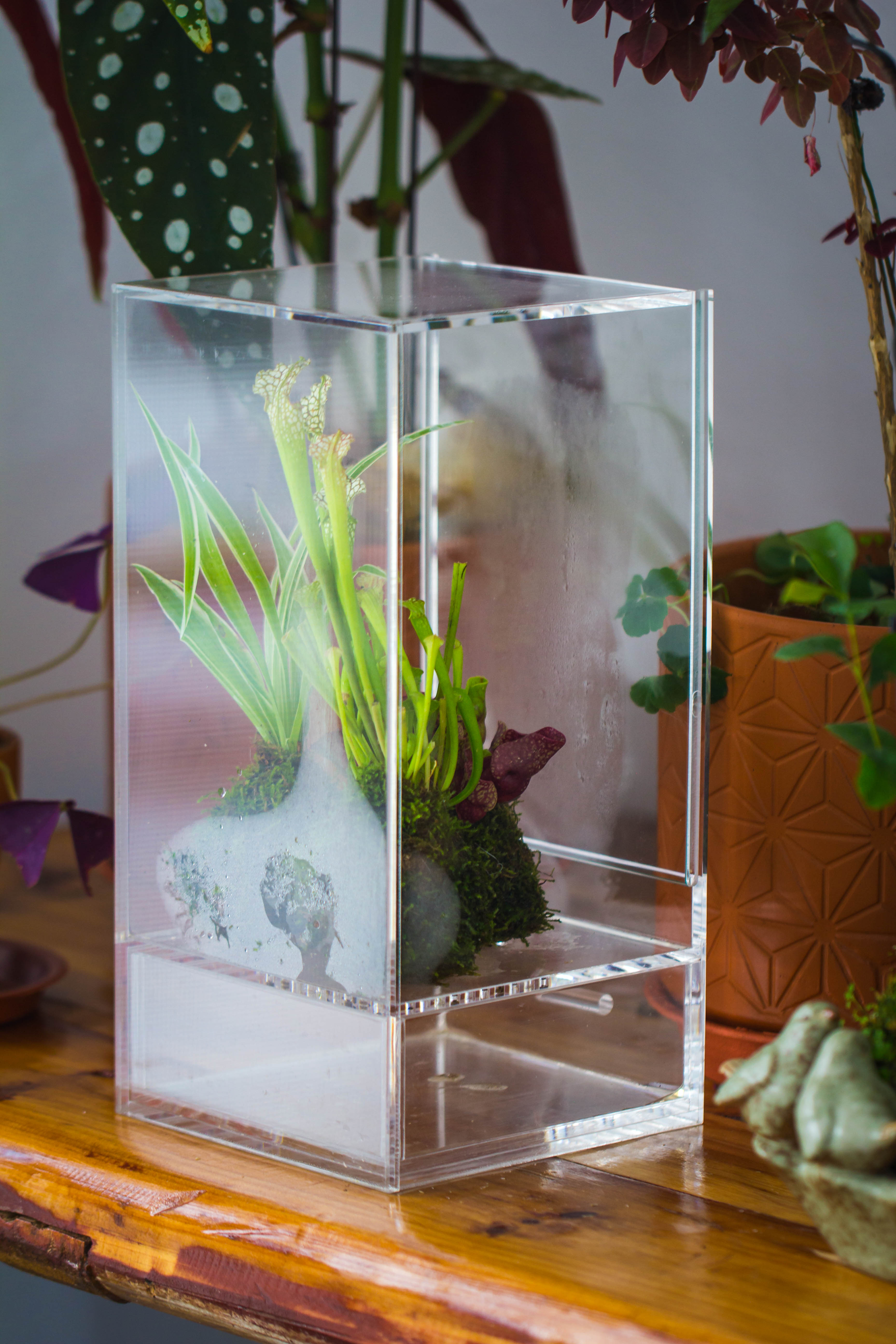 NCYP Acrylic Close terrarium with drainage bottom, suits for Fly Trap, Pitcher Plants, Moss Ball, Nursery, Small tropical Plants - NCYPgarden