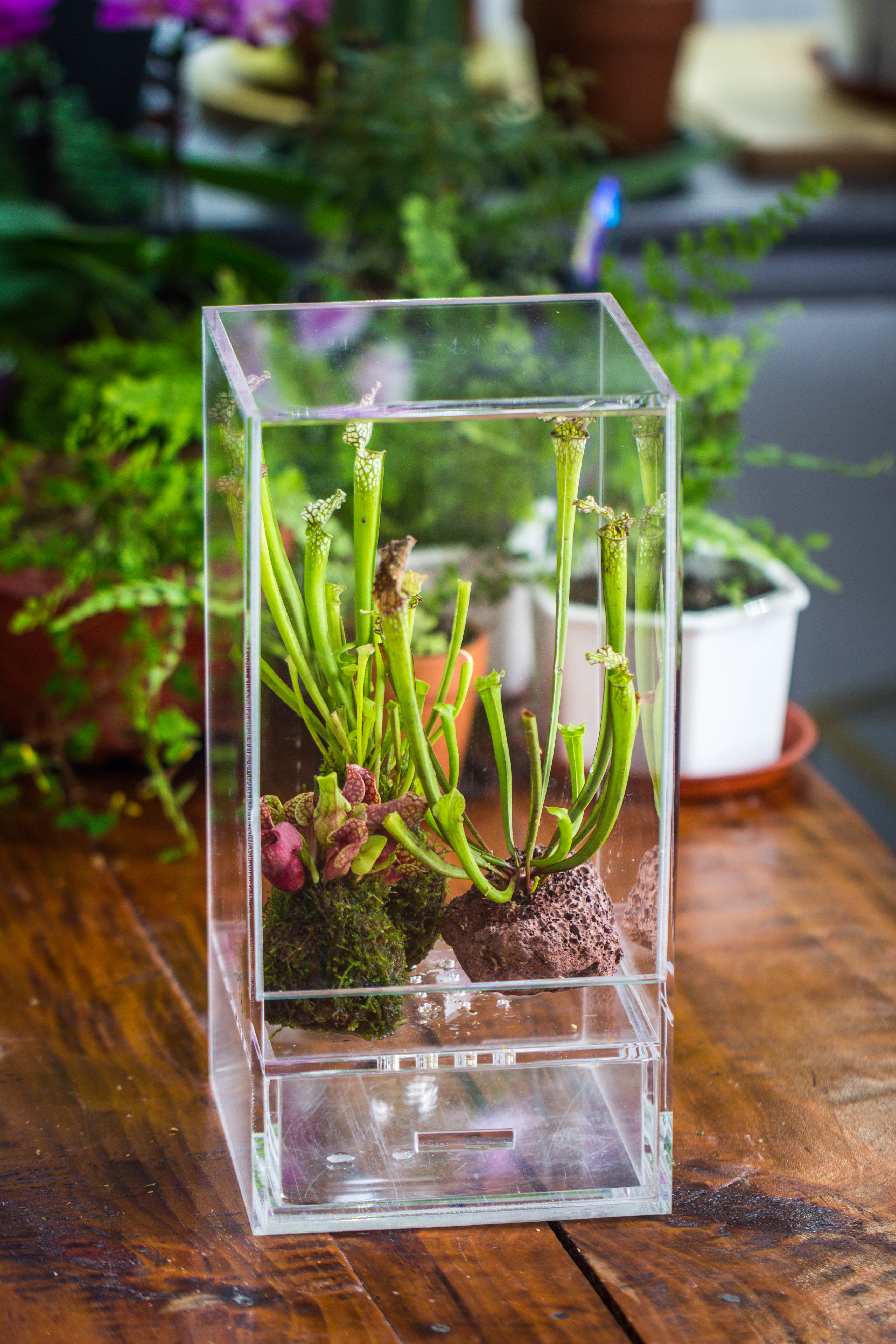 NCYP Acrylic Close terrarium with drainage bottom, suits for Fly Trap, Pitcher Plants, Moss Ball, Nursery, Small tropical Plants - NCYPgarden