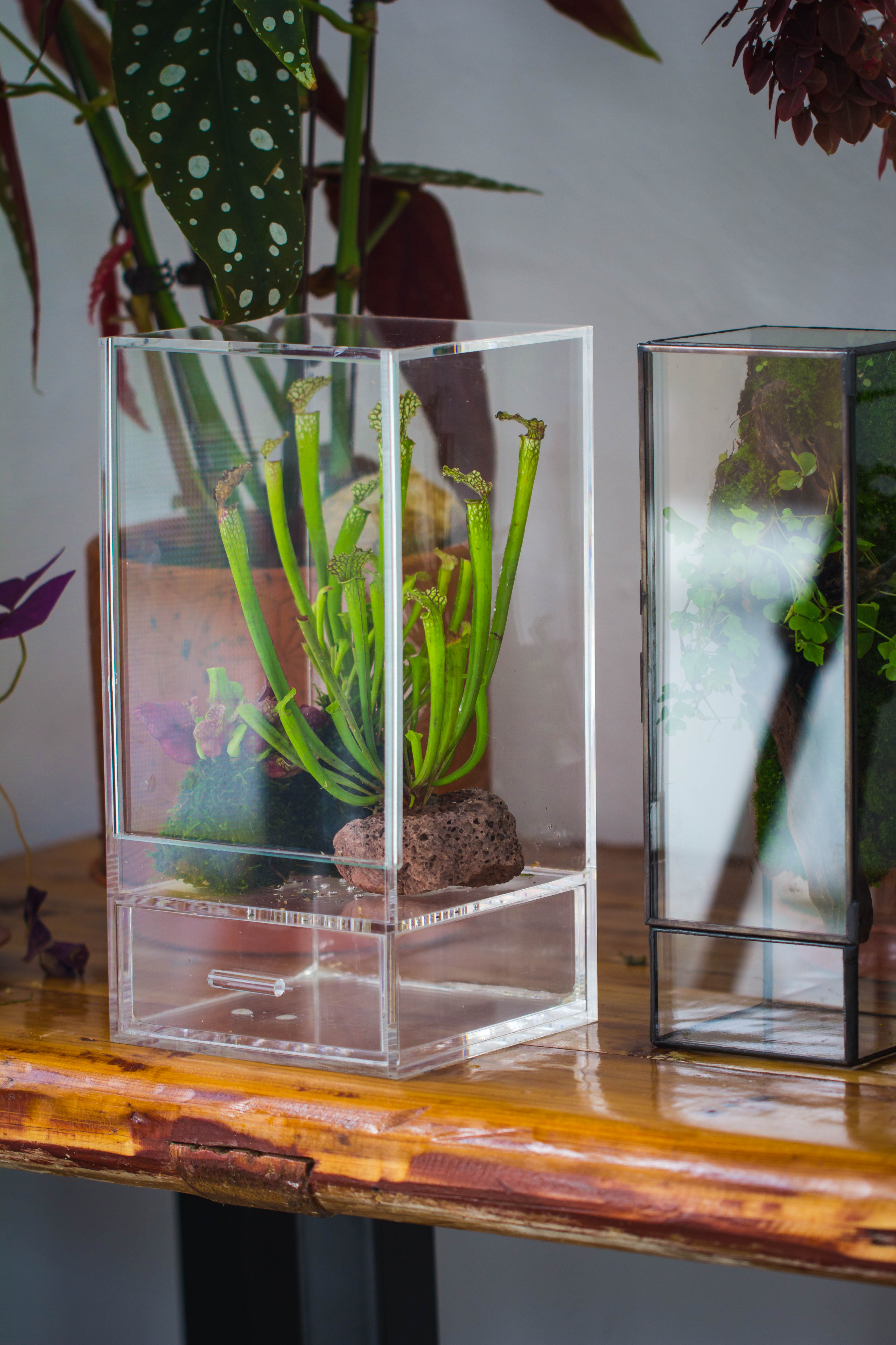 NCYP Acrylic Close terrarium with drainage bottom, suits for Fly Trap, Pitcher Plants, Moss Ball, Nursery, Small tropical Plants - NCYPgarden