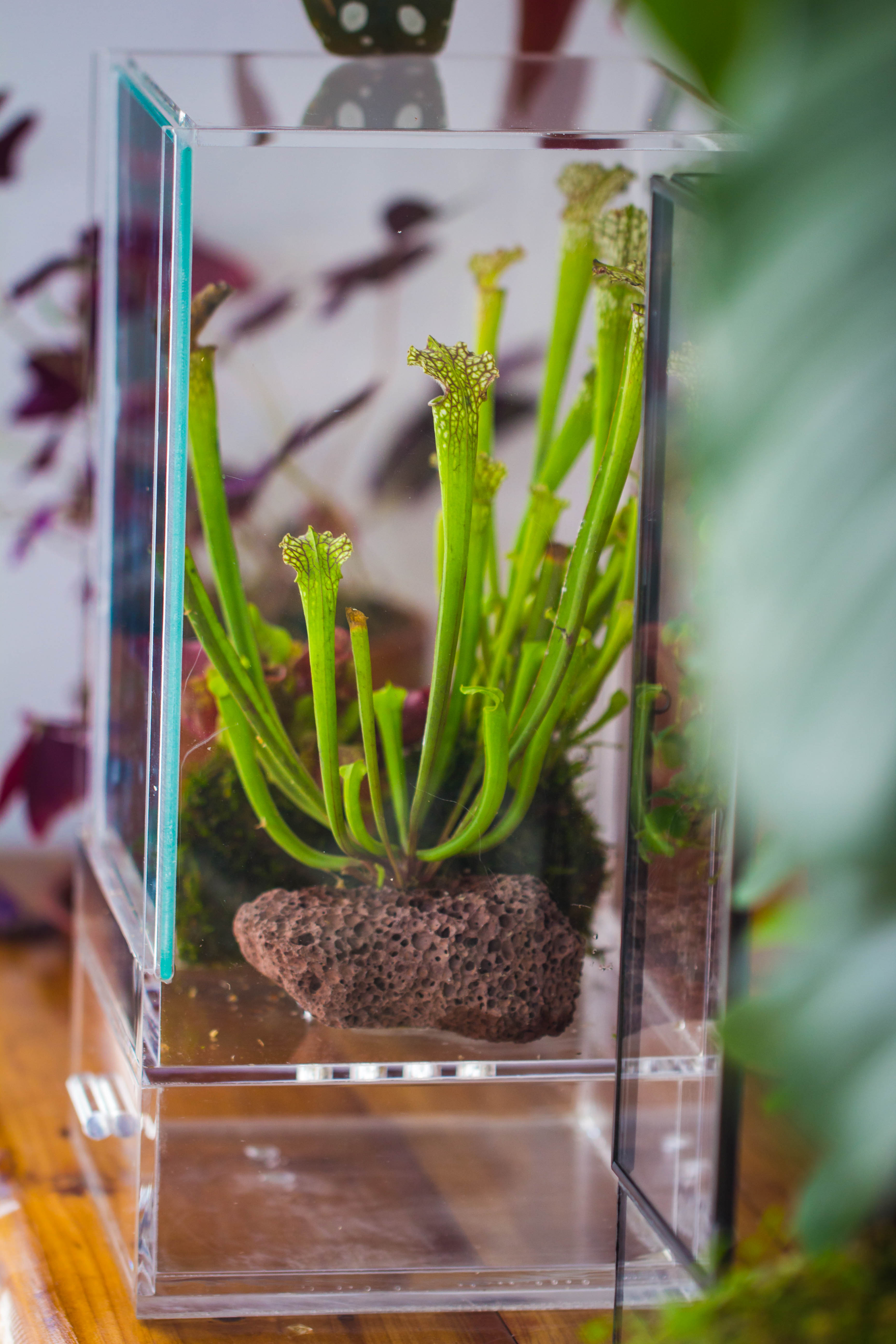 NCYP Acrylic Close terrarium with drainage bottom, suits for Fly Trap, Pitcher Plants, Moss Ball, Nursery, Small tropical Plants - NCYPgarden