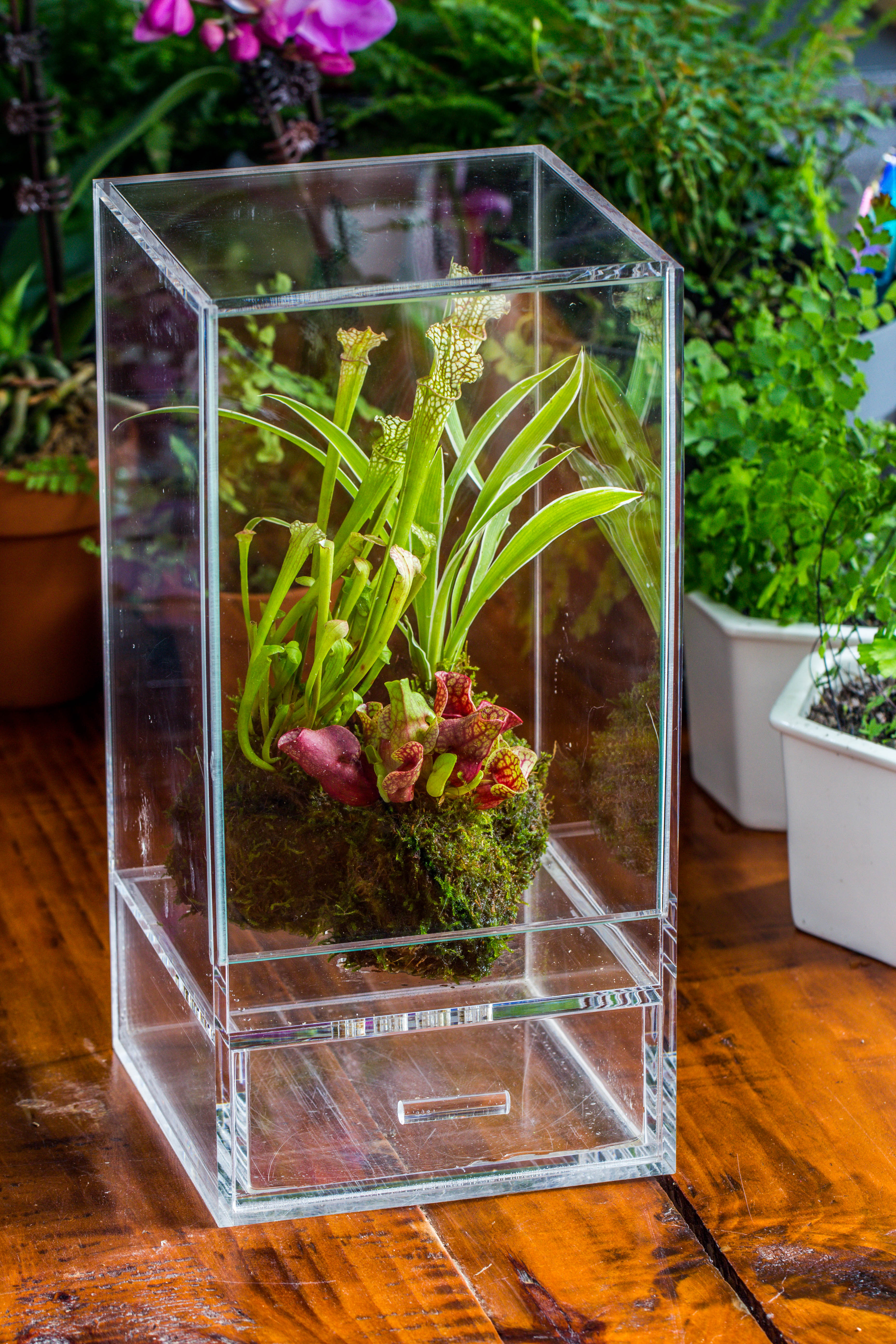 NCYP Acrylic Close terrarium with drainage bottom, suits for Fly Trap, Pitcher Plants, Moss Ball, Nursery, Small tropical Plants - NCYPgarden