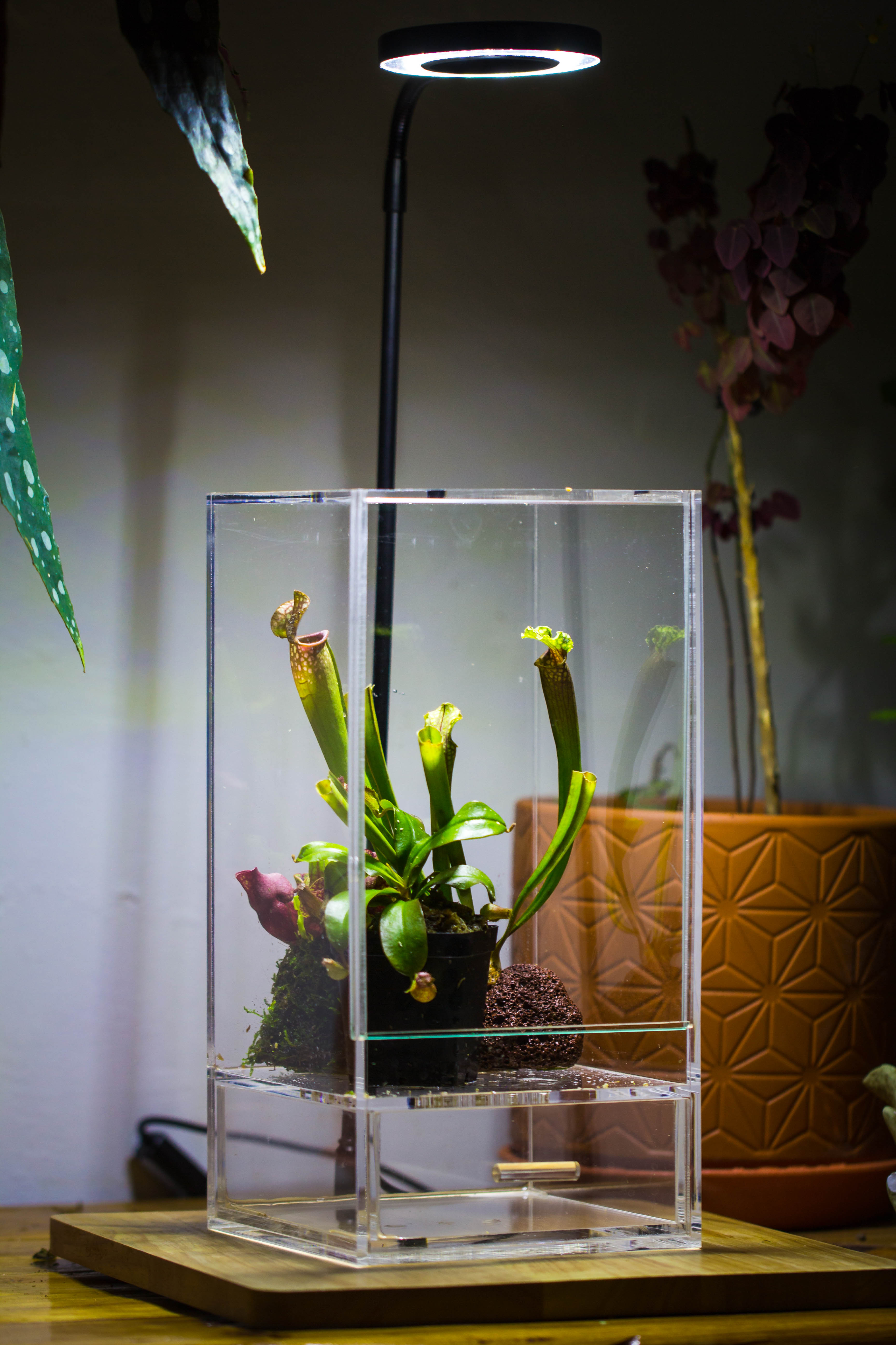 NCYP Acrylic Close terrarium with drainage bottom, suits for Fly Trap, Pitcher Plants, Moss Ball, Nursery, Small tropical Plants - NCYPgarden
