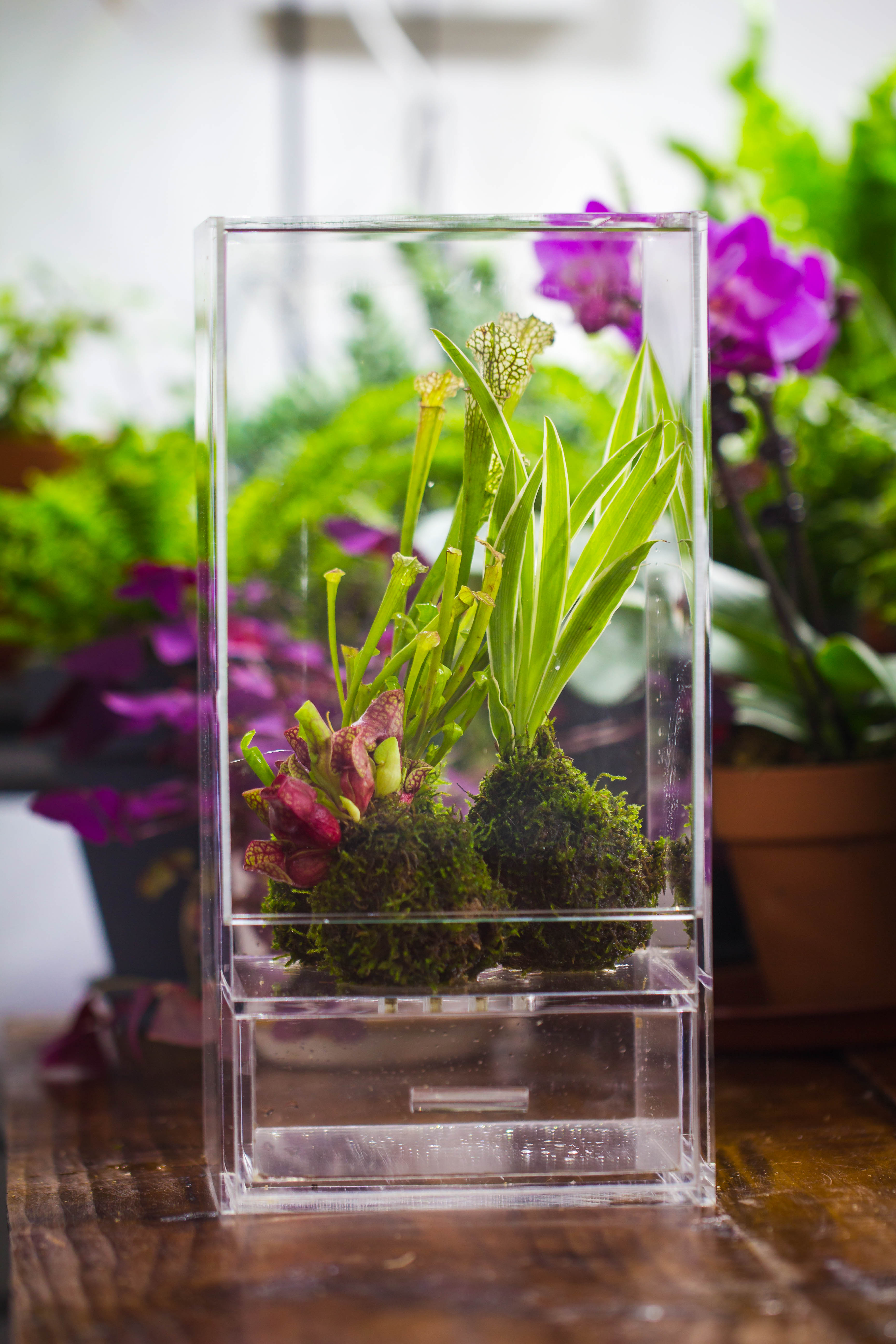 NCYP Acrylic Close terrarium with drainage bottom, suits for Fly Trap, Pitcher Plants, Moss Ball, Nursery, Small tropical Plants - NCYPgarden