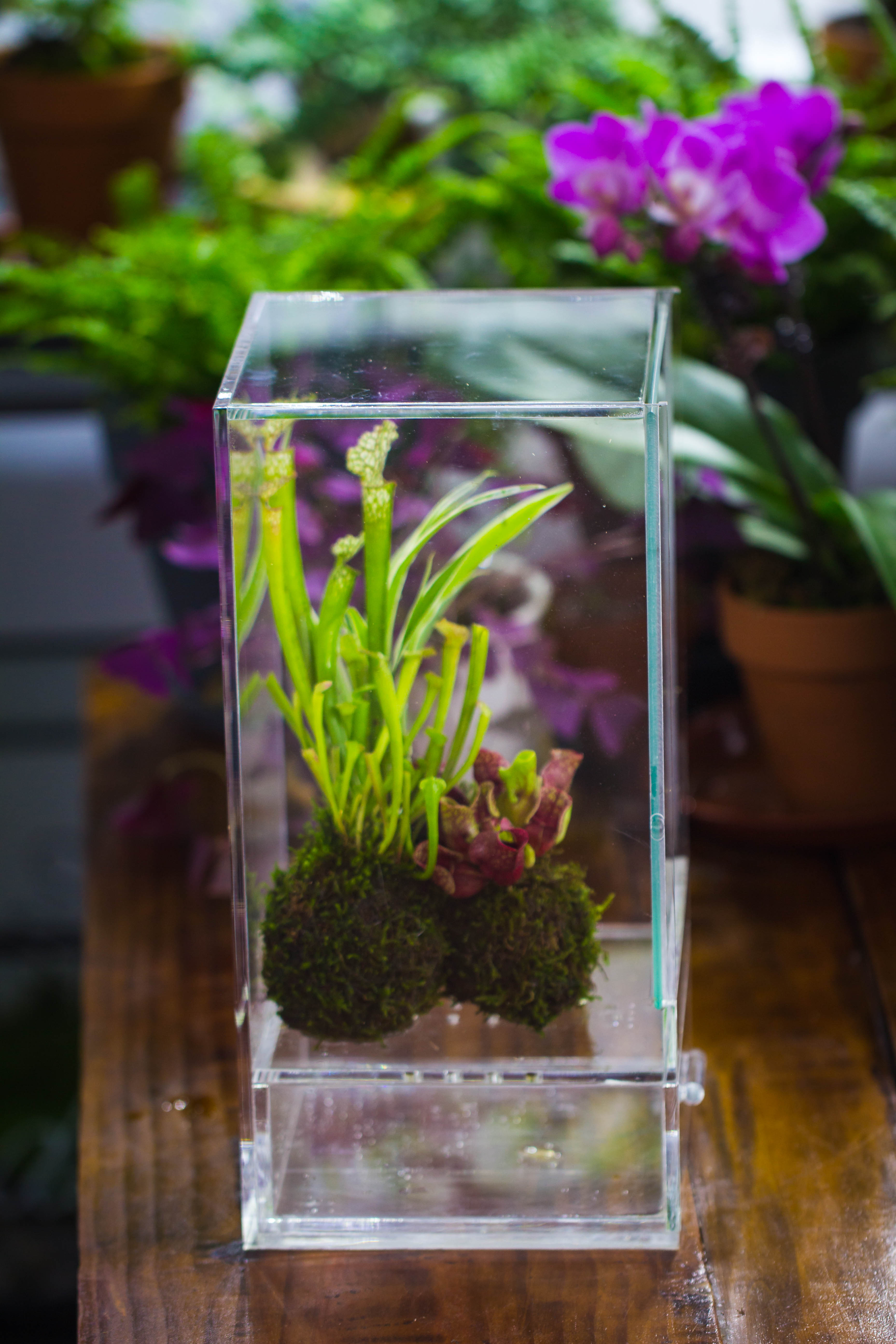 NCYP Acrylic Close terrarium with drainage bottom, suits for Fly Trap, Pitcher Plants, Moss Ball, Nursery, Small tropical Plants - NCYPgarden