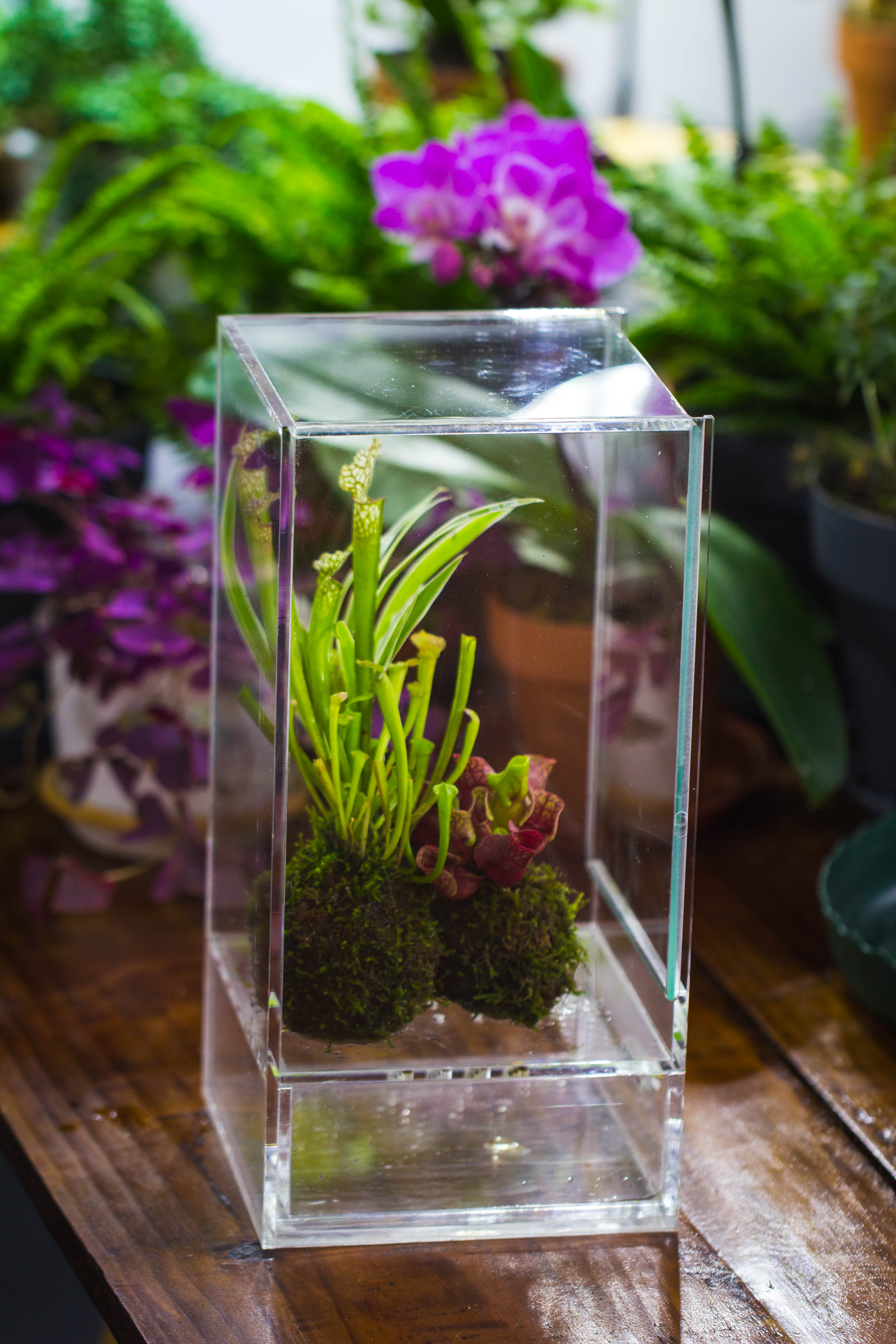NCYP Acrylic Close terrarium with drainage bottom, suits for Fly Trap, Pitcher Plants, Moss Ball, Nursery, Small tropical Plants - NCYPgarden