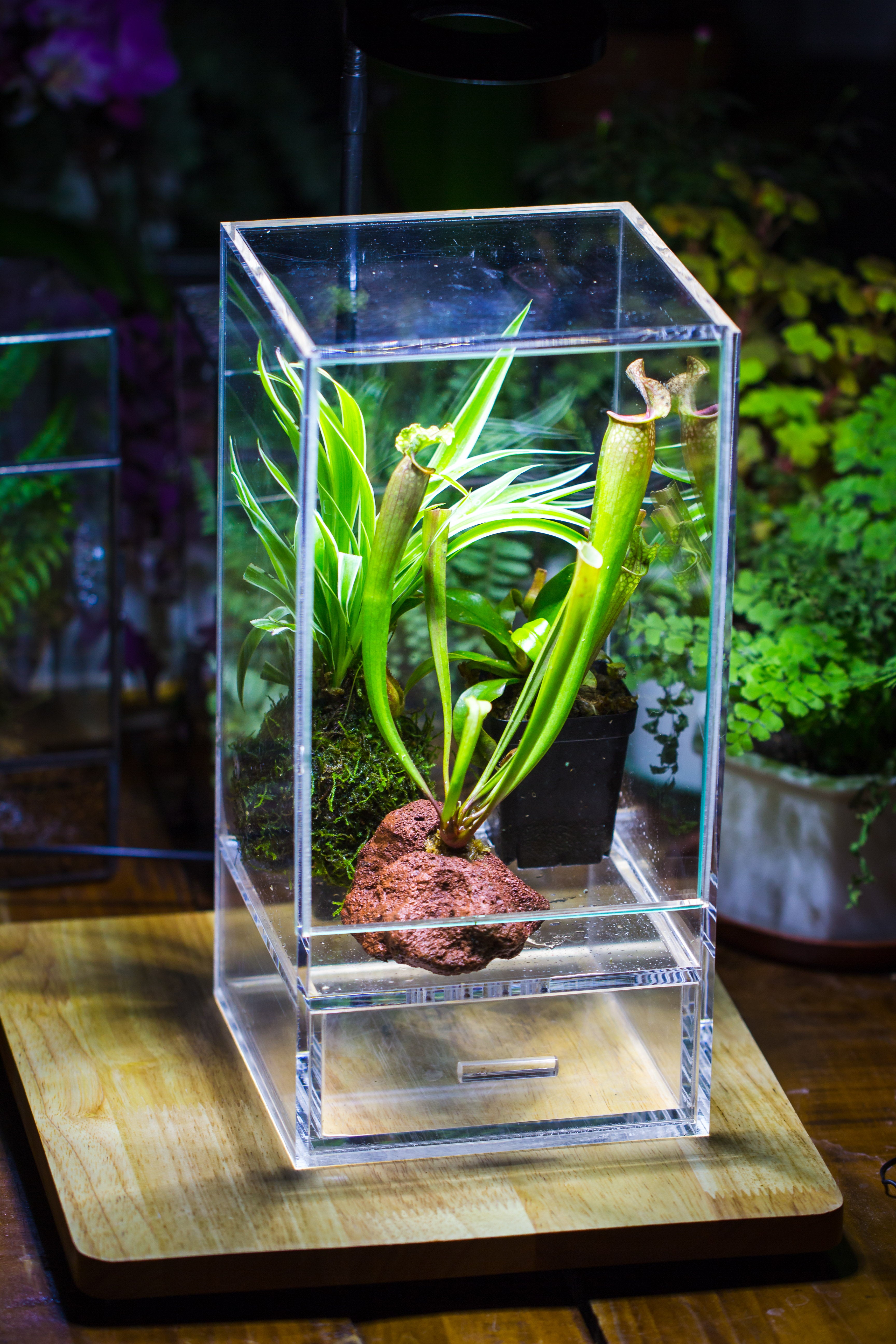 NCYP Acrylic Close terrarium with drainage bottom, suits for Fly Trap, Pitcher Plants, Moss Ball, Nursery, Small tropical Plants - NCYPgarden