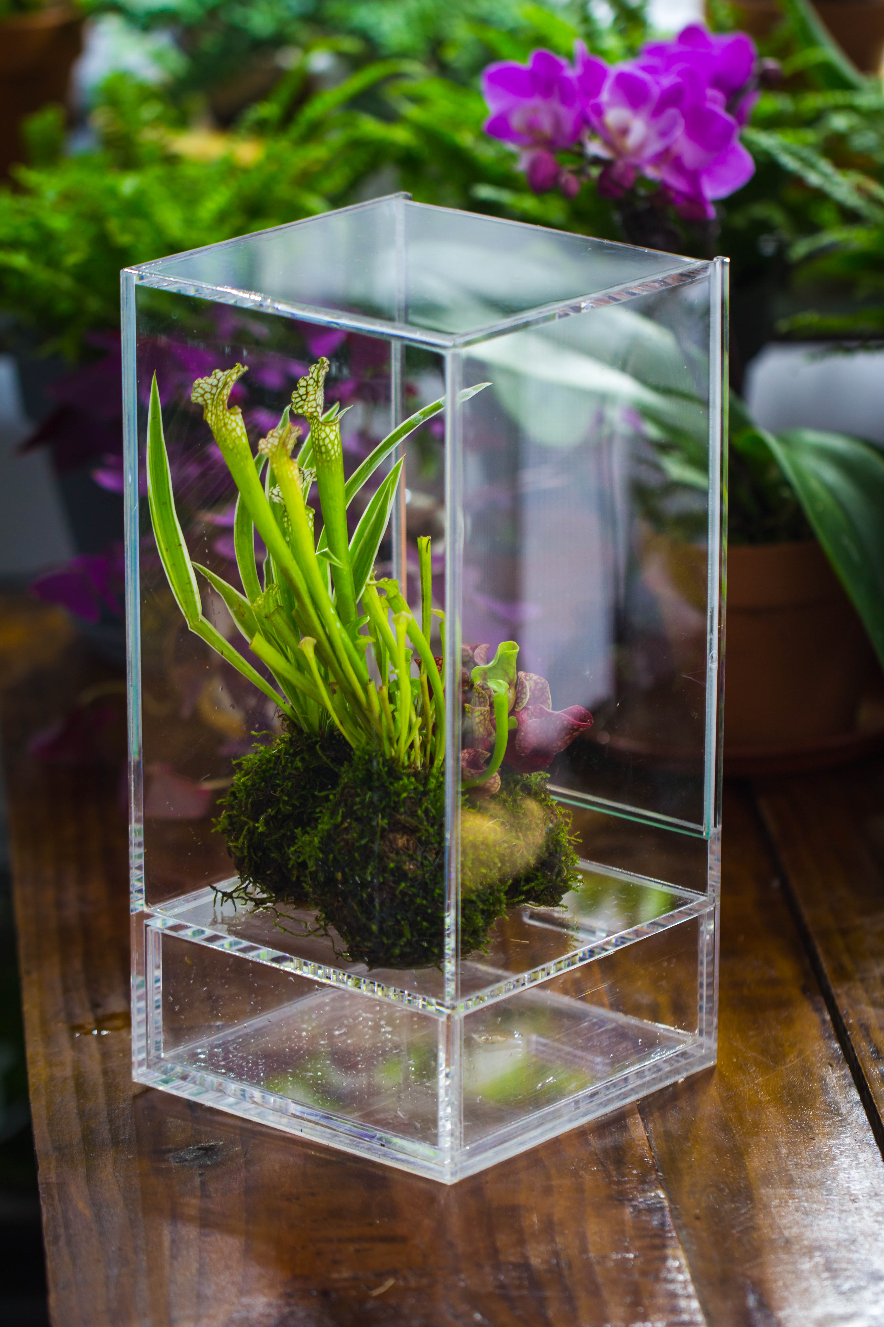 NCYP Acrylic Close terrarium with drainage bottom, suits for Fly Trap, Pitcher Plants, Moss Ball, Nursery, Small tropical Plants - NCYPgarden
