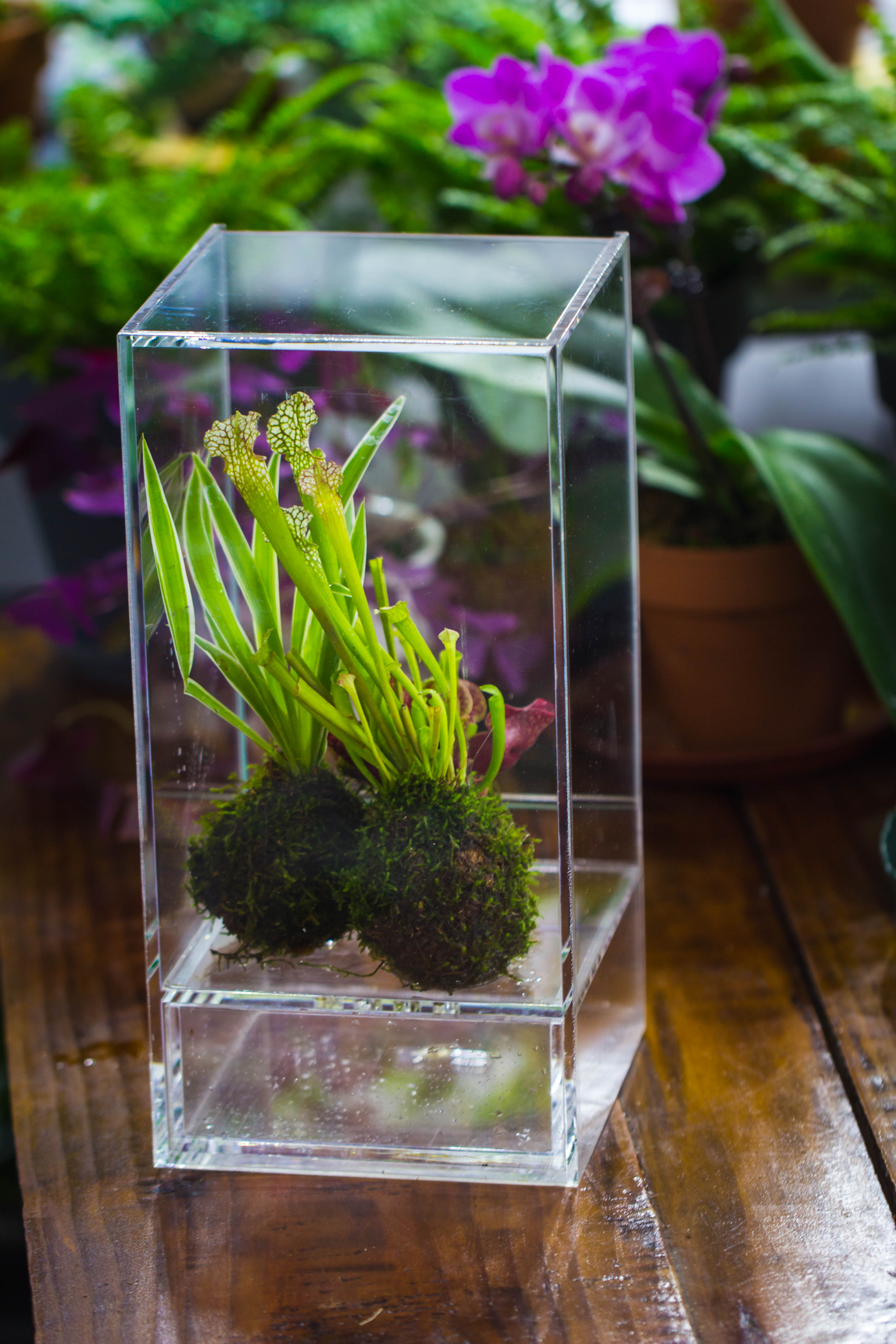 NCYP Acrylic Close terrarium with drainage bottom, suits for Fly Trap, Pitcher Plants, Moss Ball, Nursery, Small tropical Plants - NCYPgarden