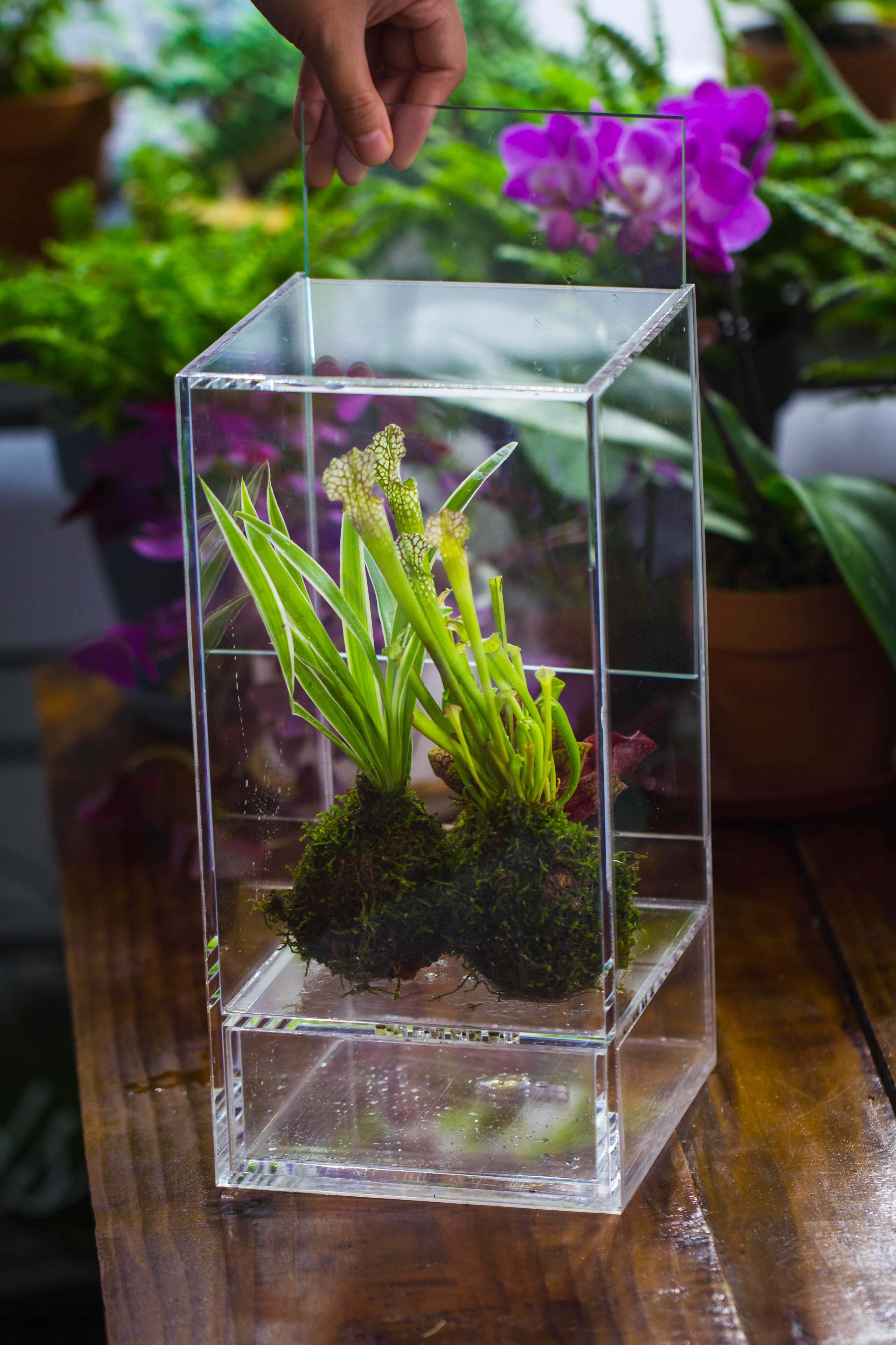 NCYP Acrylic Close terrarium with drainage bottom, suits for Fly Trap, Pitcher Plants, Moss Ball, Nursery, Small tropical Plants - NCYPgarden