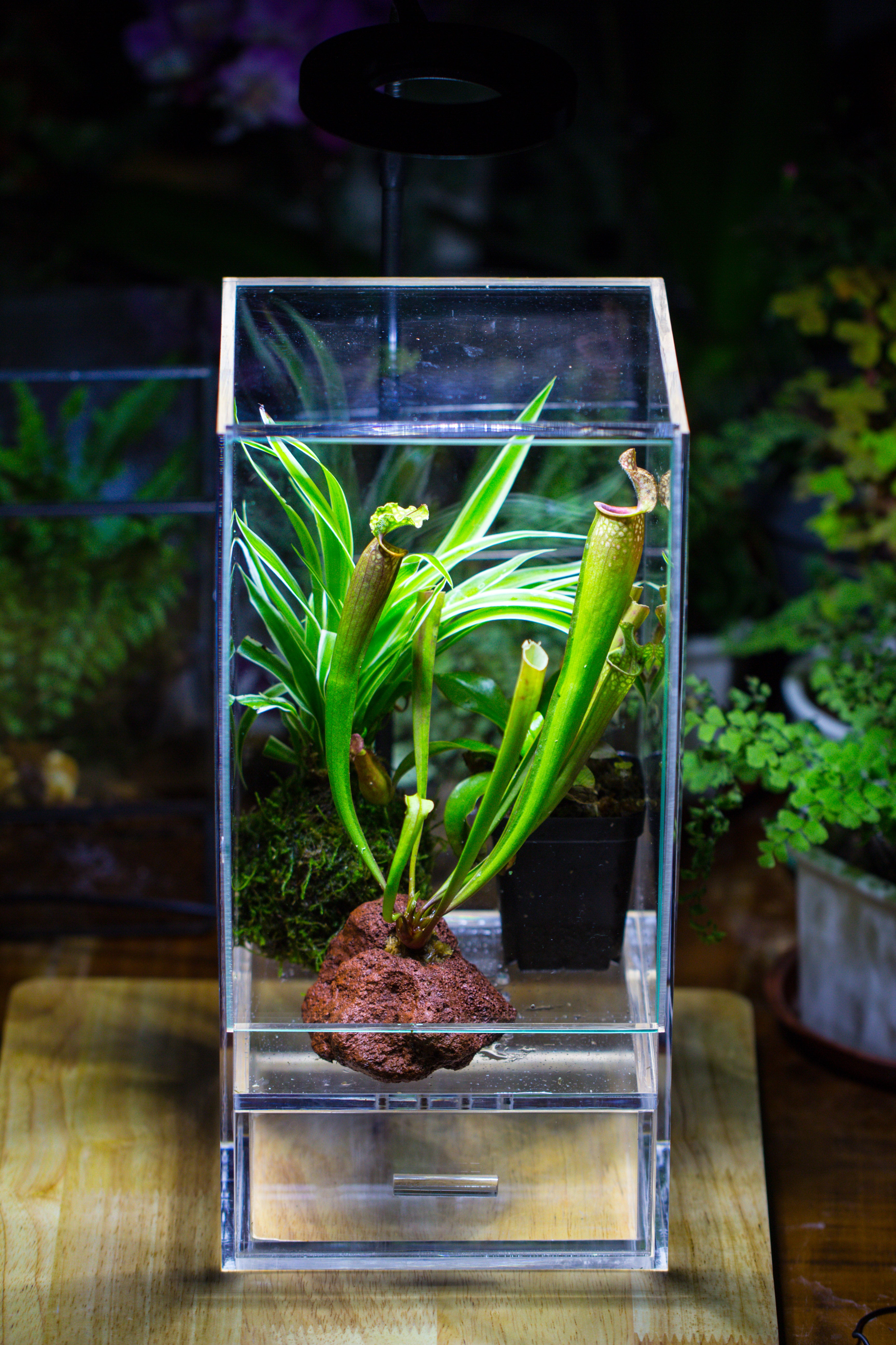 NCYP Acrylic Close terrarium with drainage bottom, suits for Fly Trap, Pitcher Plants, Moss Ball, Nursery, Small tropical Plants - NCYPgarden